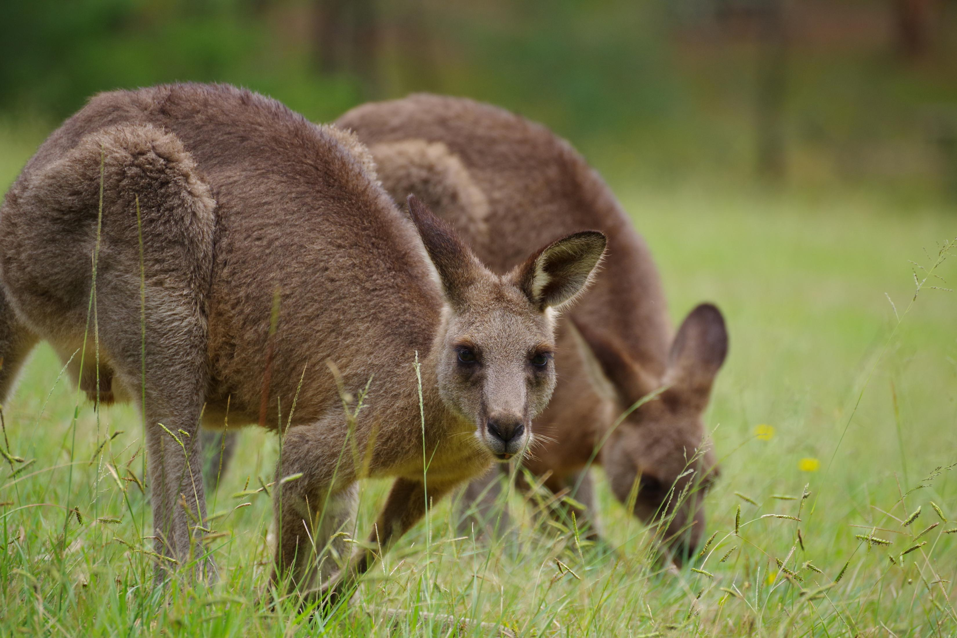 Zwei Kängurus grasen auf einer grünen Wiese mit hohem Gras. Sie schauen in die Kamera.