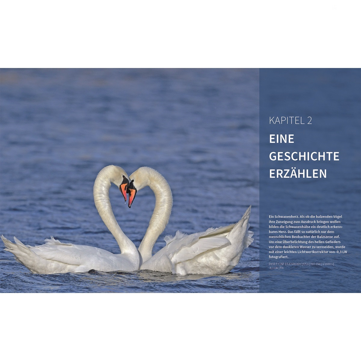 Zwei Schwäne bilden mit ihren Hälsen eine Herzform auf einer blauen Wasseroberfläche. Text im Hintergrund.