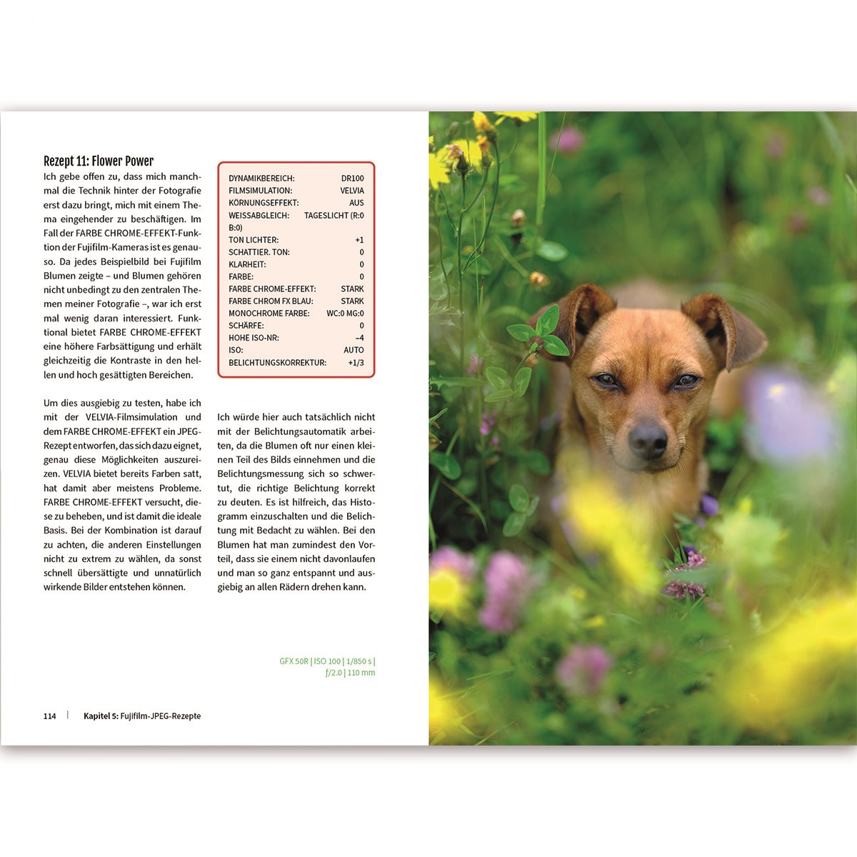 Ein Hund mit braunem Fell und Text über die Einstellungen des Fotos.