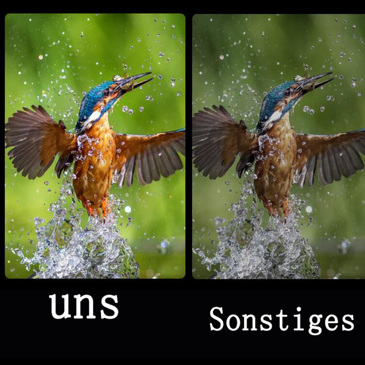 Zwei Bilder nebeneinander, die einen Vogel zeigen, der ins Wasser taucht. Links ein normales Foto.
