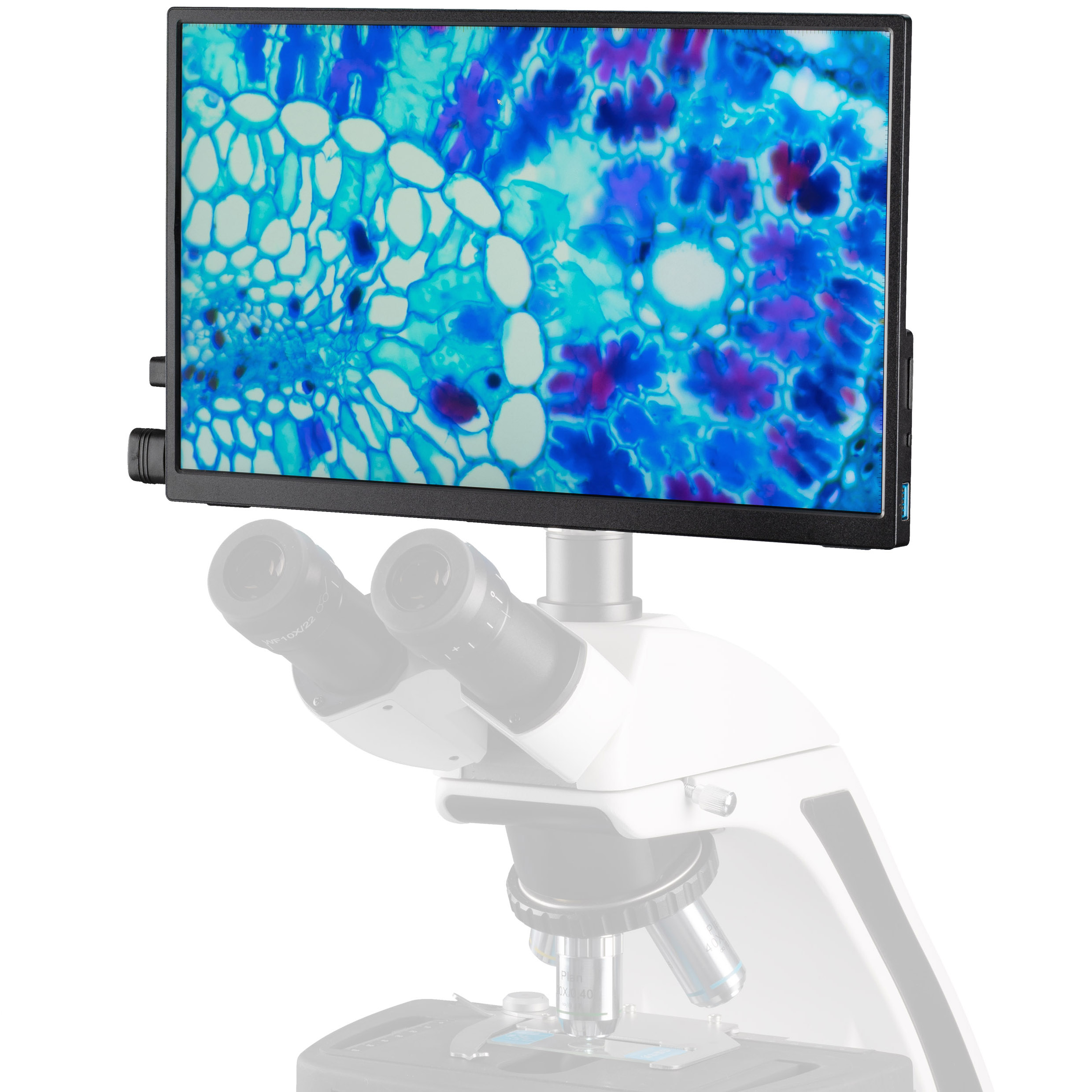 Ein Mikroskop mit einem Monitor, der ein farbenfrohes mikroskopisches Bild von Pflanzenzellen anzeigt.