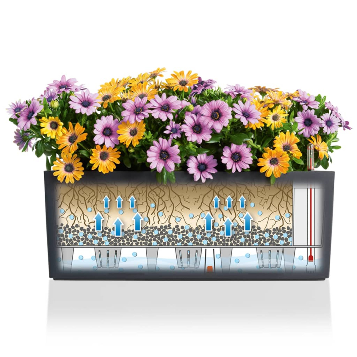 Eine Frau hält einen Pflanzkasten voller bunter Blumen, mit einer zweiten leeren Box.