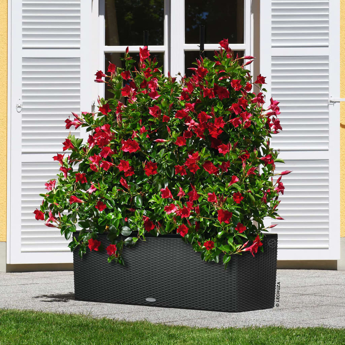 Ein großer Pflanzkübel mit roten Blumen und grünen Blättern, vor einer weißen Jalousie.