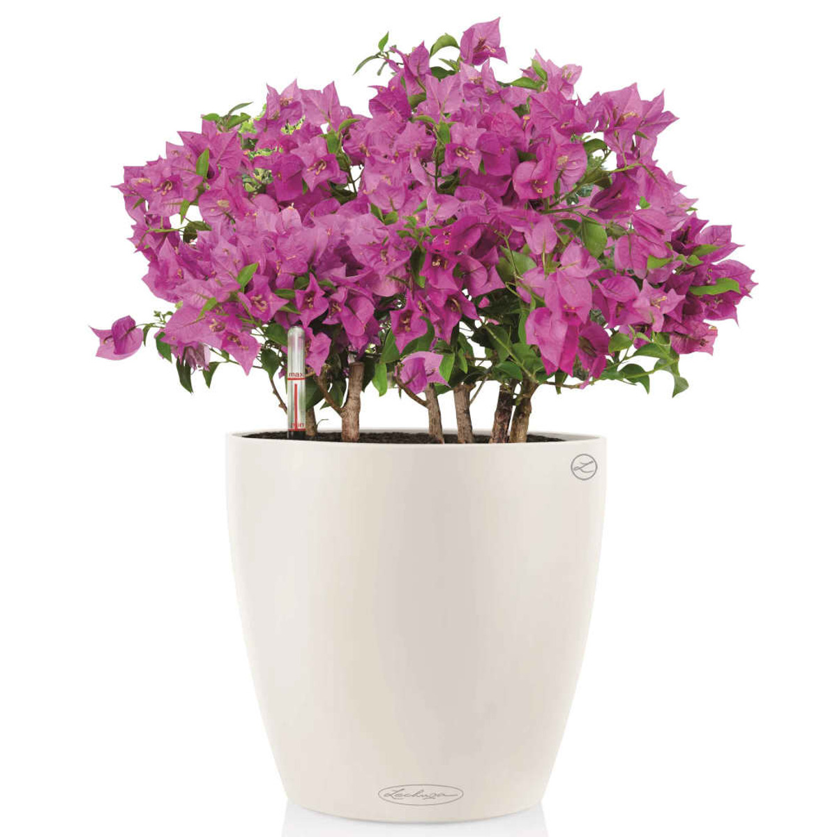 Un vaso bianco con una pianta di bouganville con molti fiori rosa. Sfondo bianco.