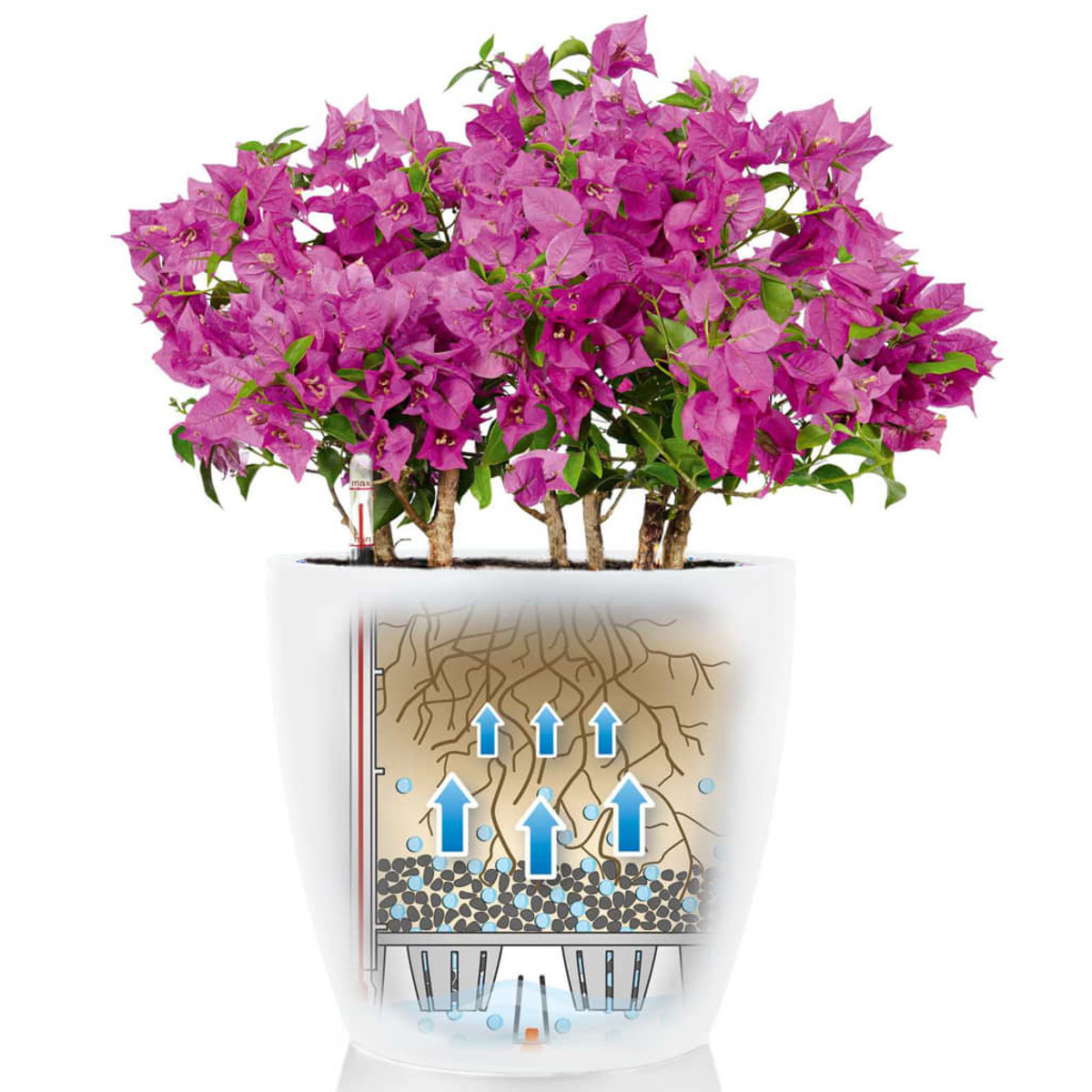 Una pianta in vaso con fiori rosa e foglie verdi. Il vaso mostra i dettagli delle radici e del flusso d'acqua.