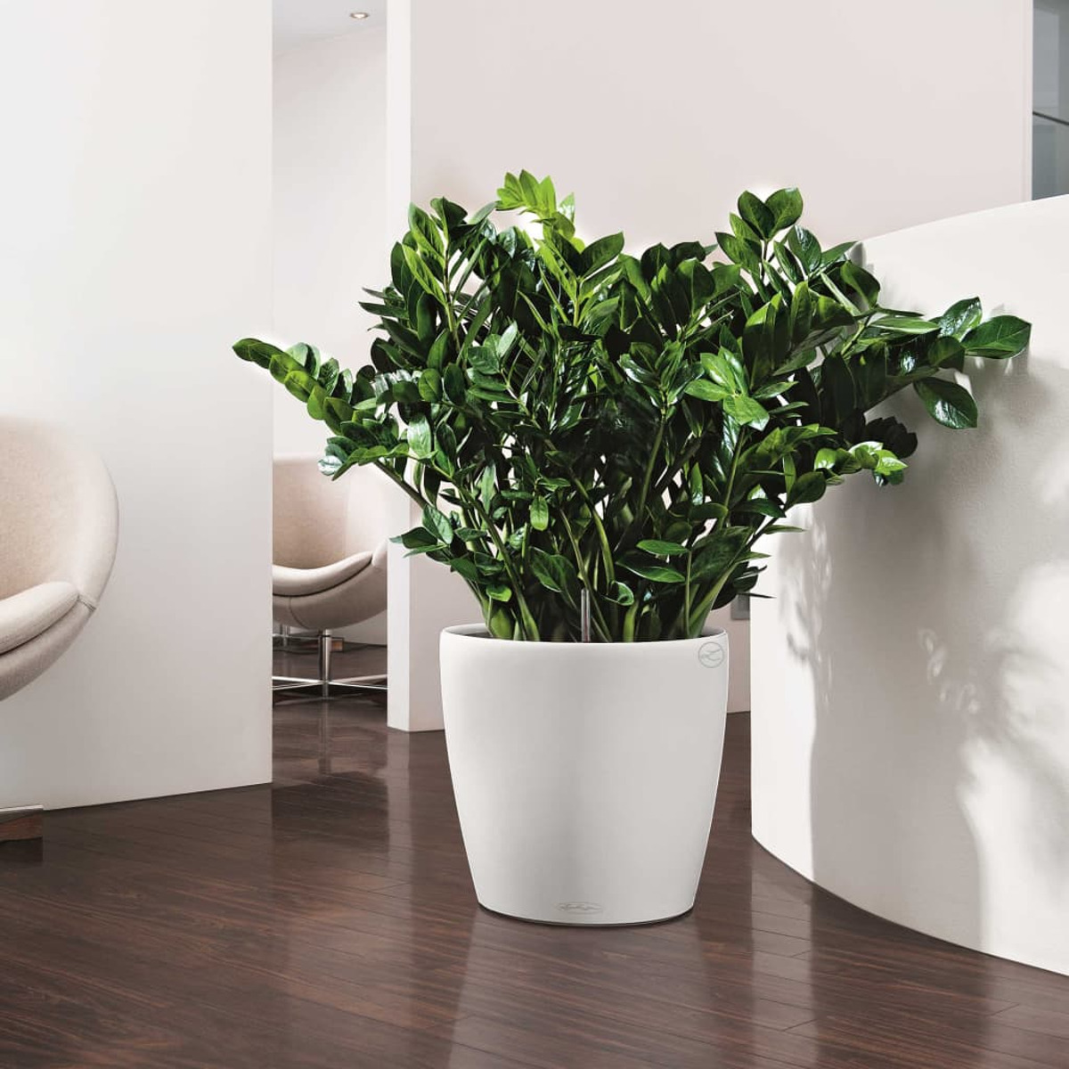 Un grand pot blanc avec une plante ZZ, placé sur un plancher en bois sombre dans une pièce lumineuse.
