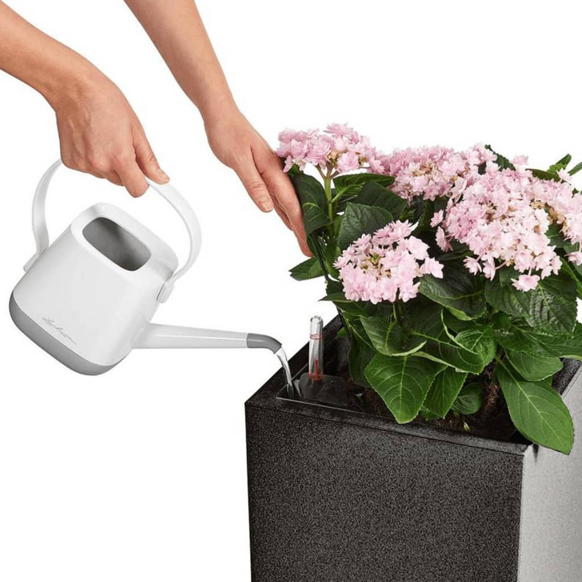 Hände, die rosa Blumen in einem schwarzen Pflanzkübel mit einer weißen Gießkanne gießen. Dunkler Hintergrund.