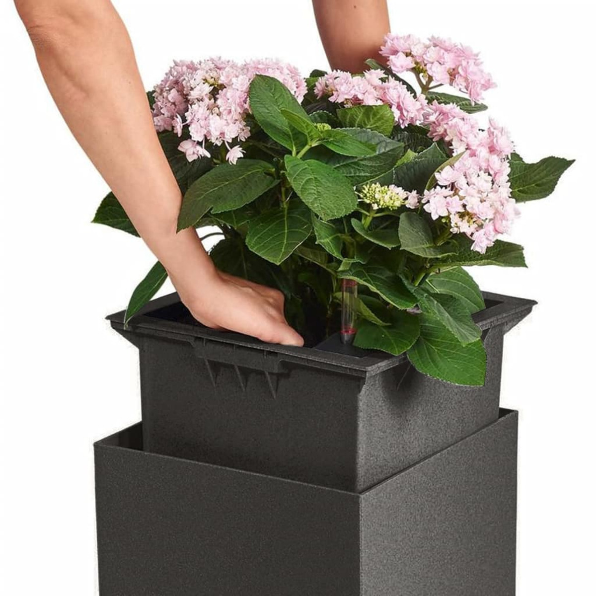 Hände, die eine rosa blühende Pflanze in einen schwarzen quadratischen Pflanzkübel pflanzen. Ein Selbstbewässerungssystem ist sichtbar.