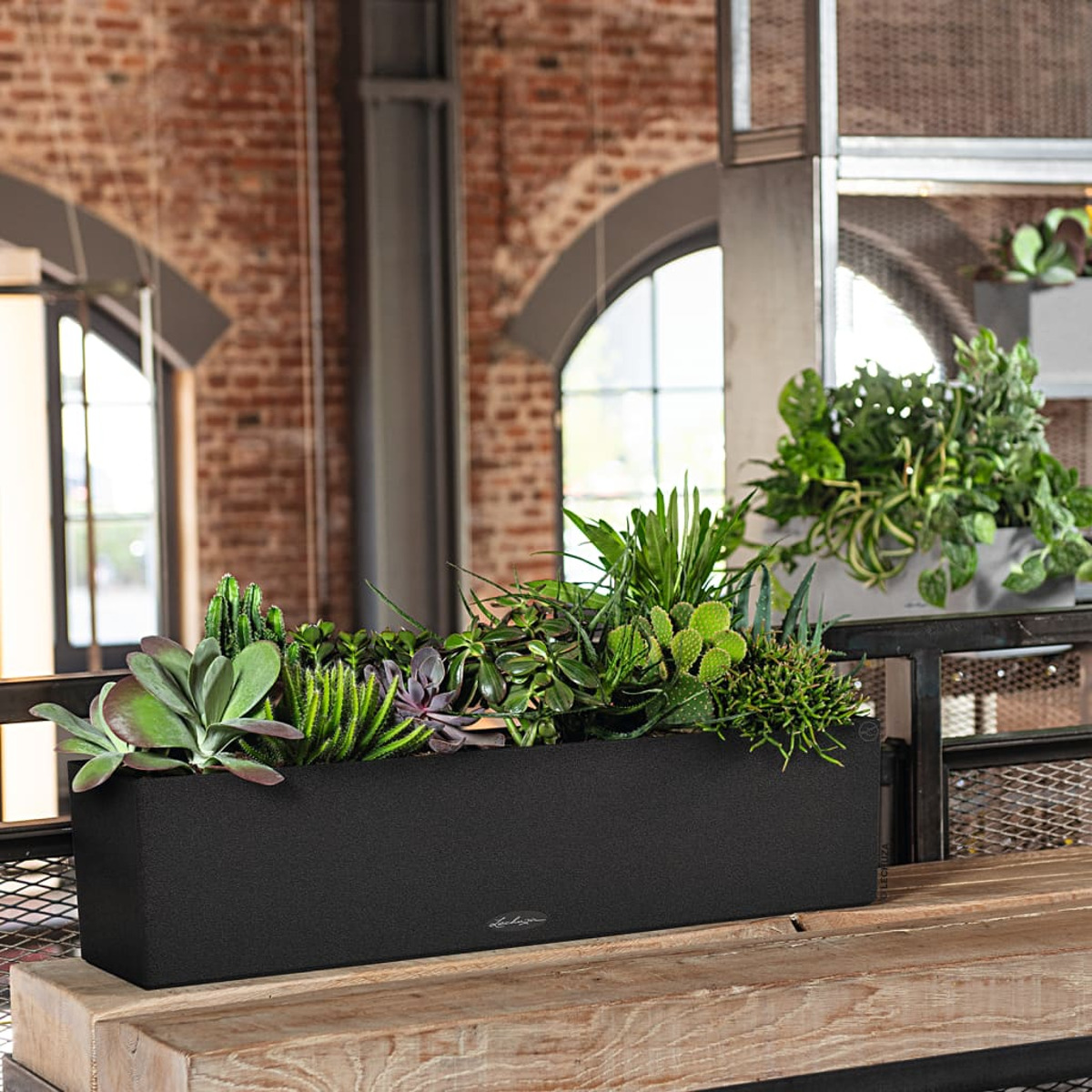 Une jardinière rectangulaire noire avec diverses plantes vertes, posée sur une surface en bois.