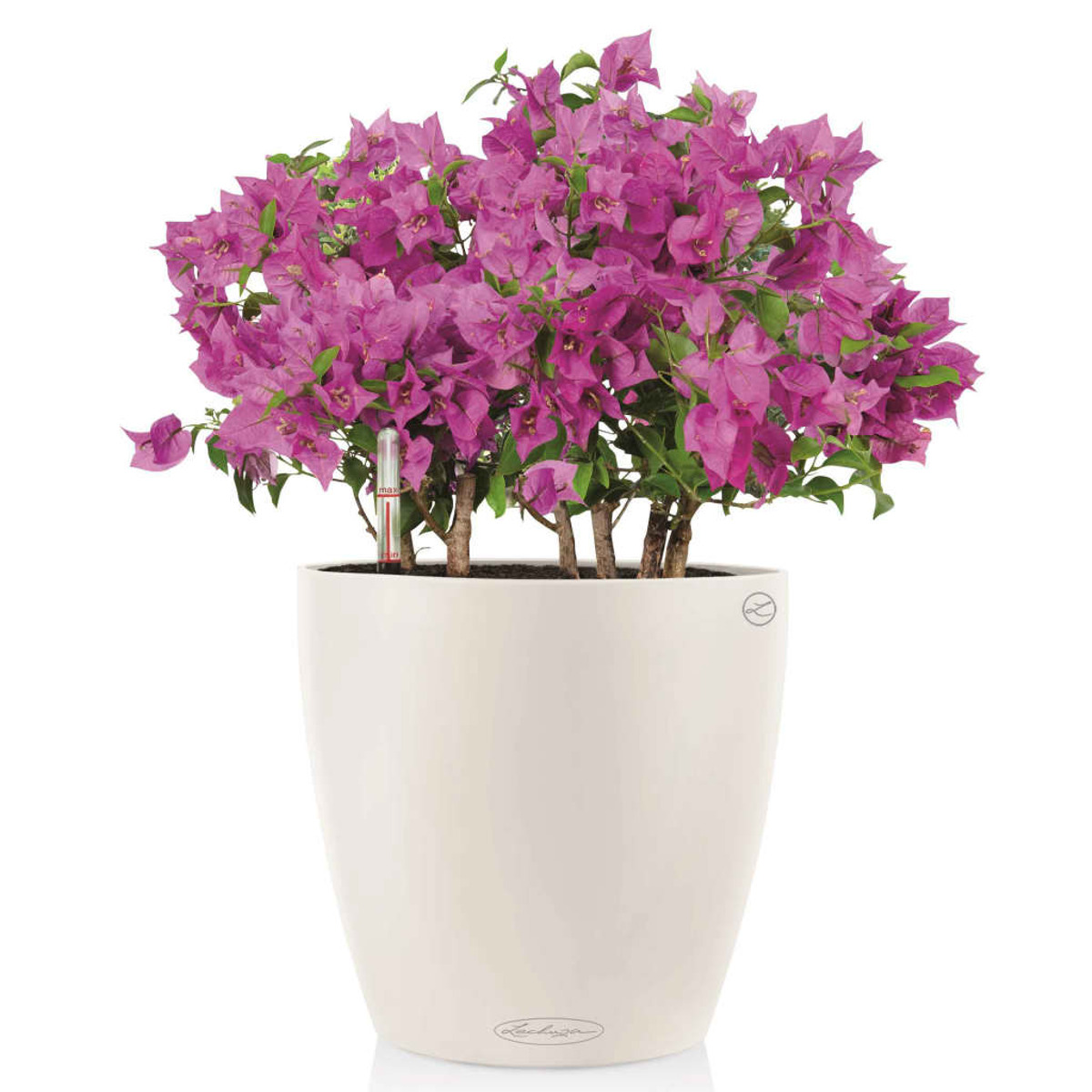Jardinière blanche avec fleurs roses et feuilles vertes.