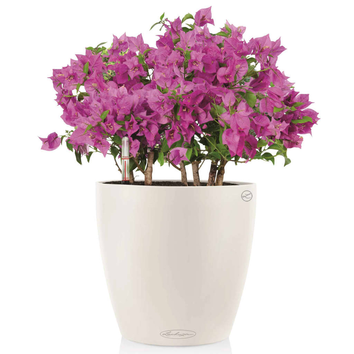 Pianta di bouganville rosa in un vaso bianco, su sfondo bianco, con indicatore del livello dell'acqua.