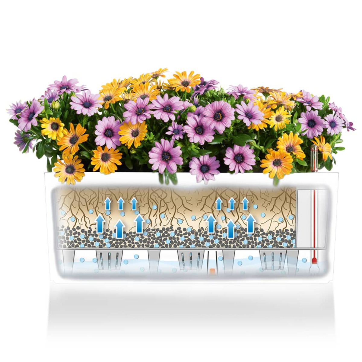 Pflanzgefäß mit bunten Blumen. Sichtbare Wurzeln und Wasserverteilungssystem.