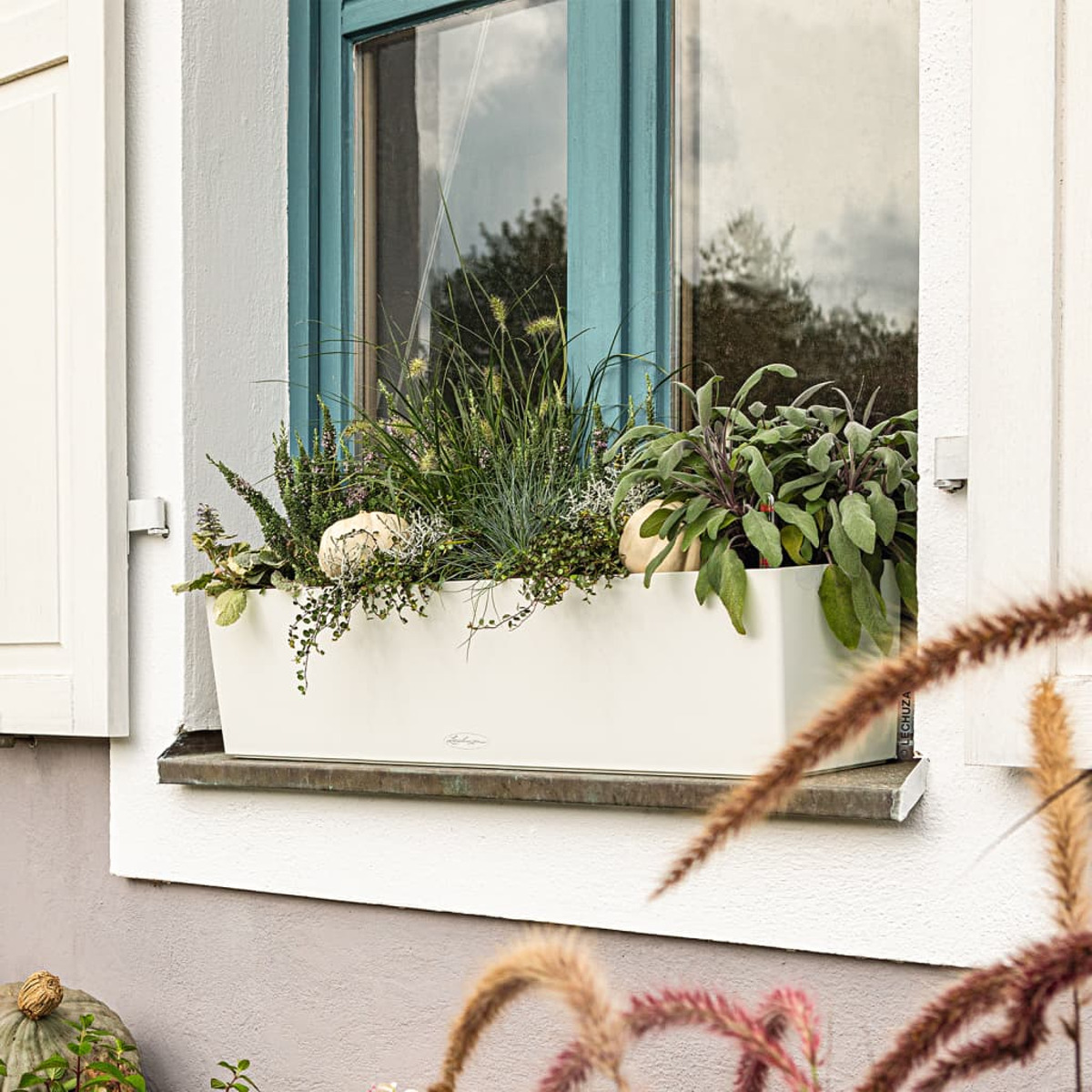 Weißer Blumenkasten mit Pflanzen und Kürbissen. Fenster blau, Haus weiß. Herbstliche Szene.