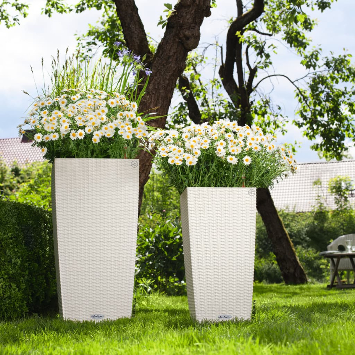 Zwei weiße, rechteckige Pflanzgefäße mit weißen, gänseblümchenartigen Blumen und grünem Laub auf einer Rasenfläche.