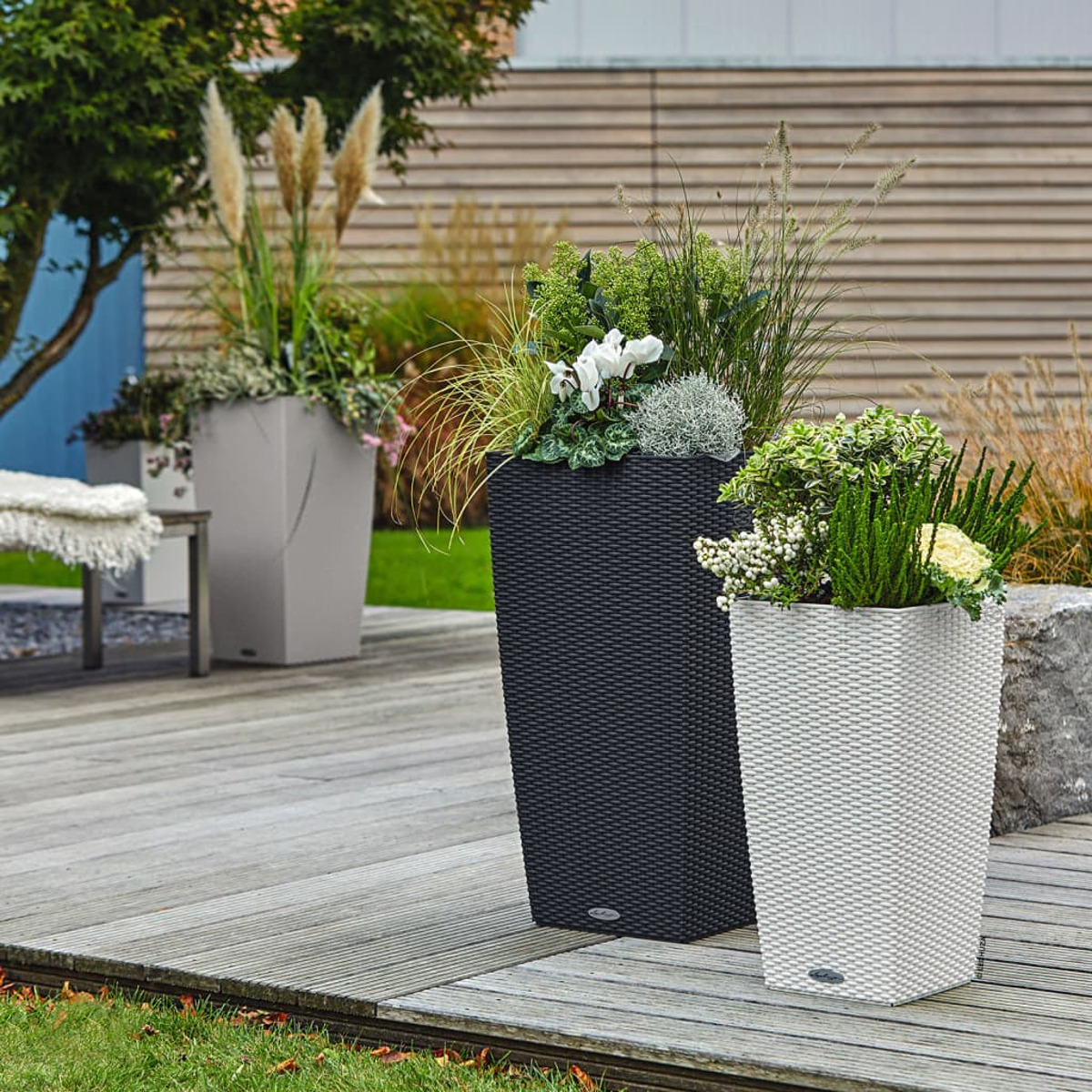 Trois plantes en pot sur une terrasse en bois, avec une pelouse et un arrière-plan.