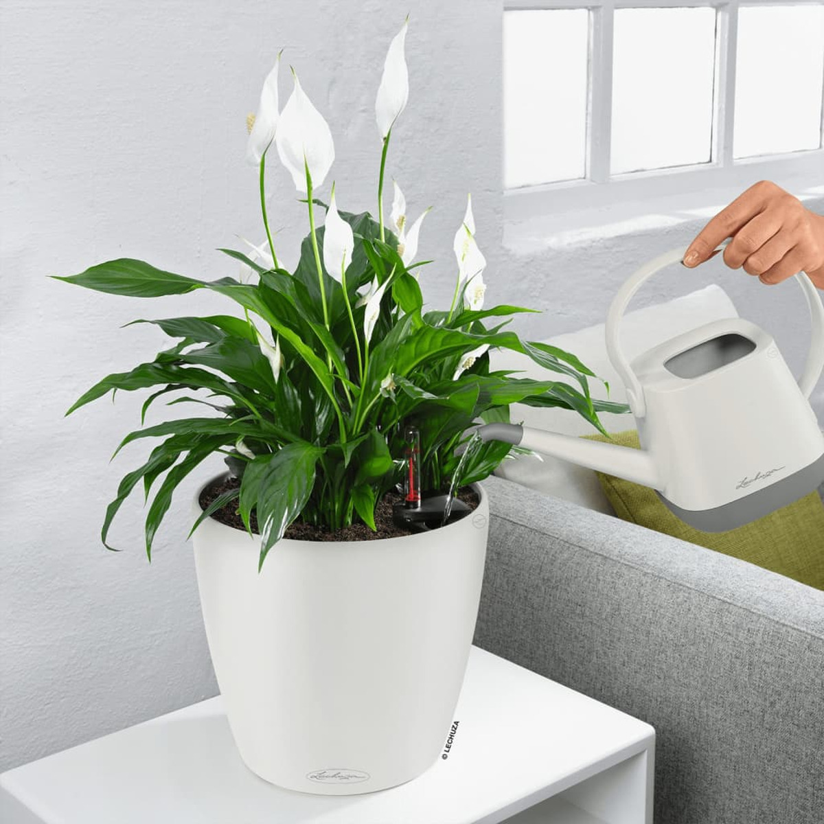 Weiße Topfpflanze mit weißen Blüten und eine Gießkanne. Eine Person gießt die Pflanze.