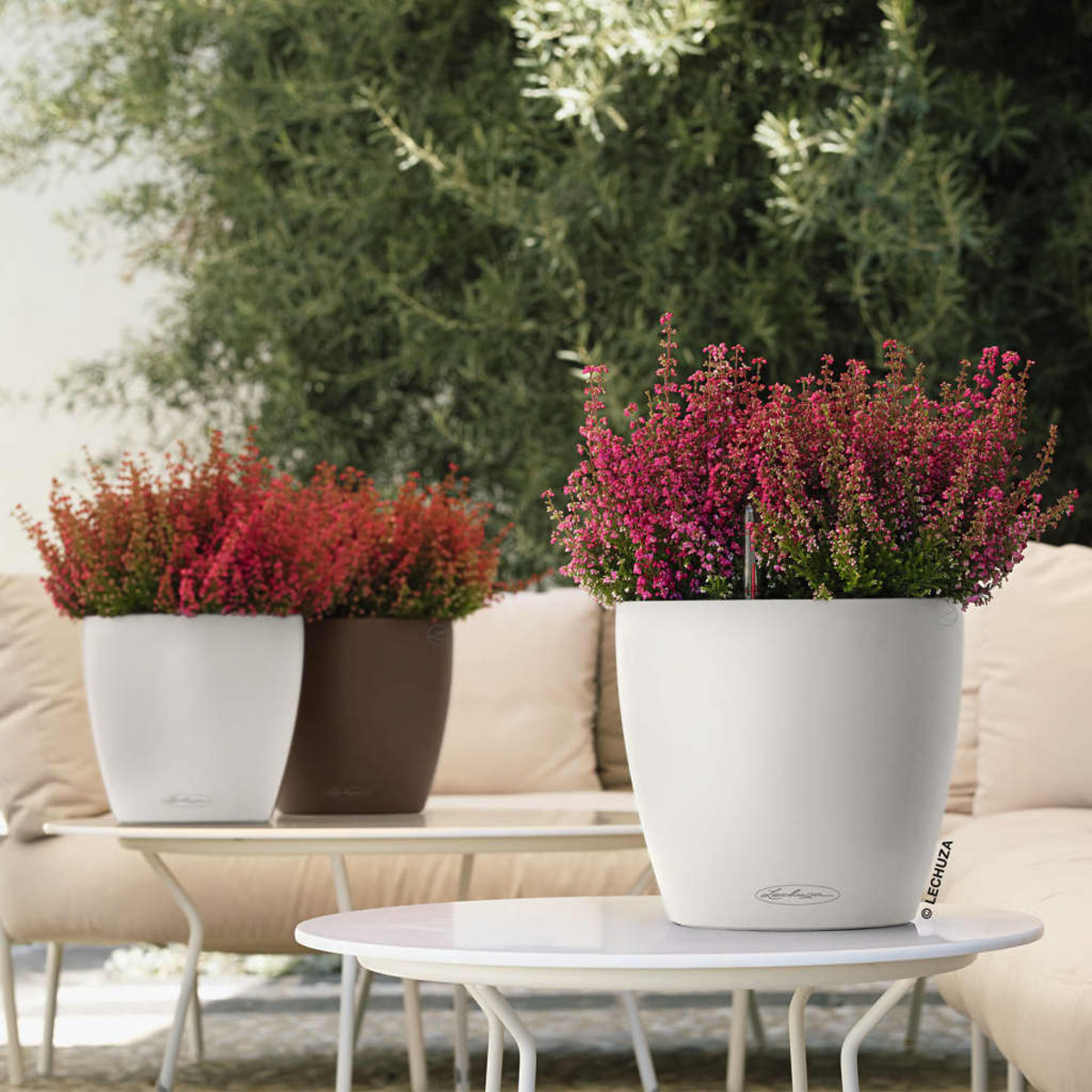 Topfpflanzen auf einem Tisch draußen; weiße, braune und rosa Blumen.
