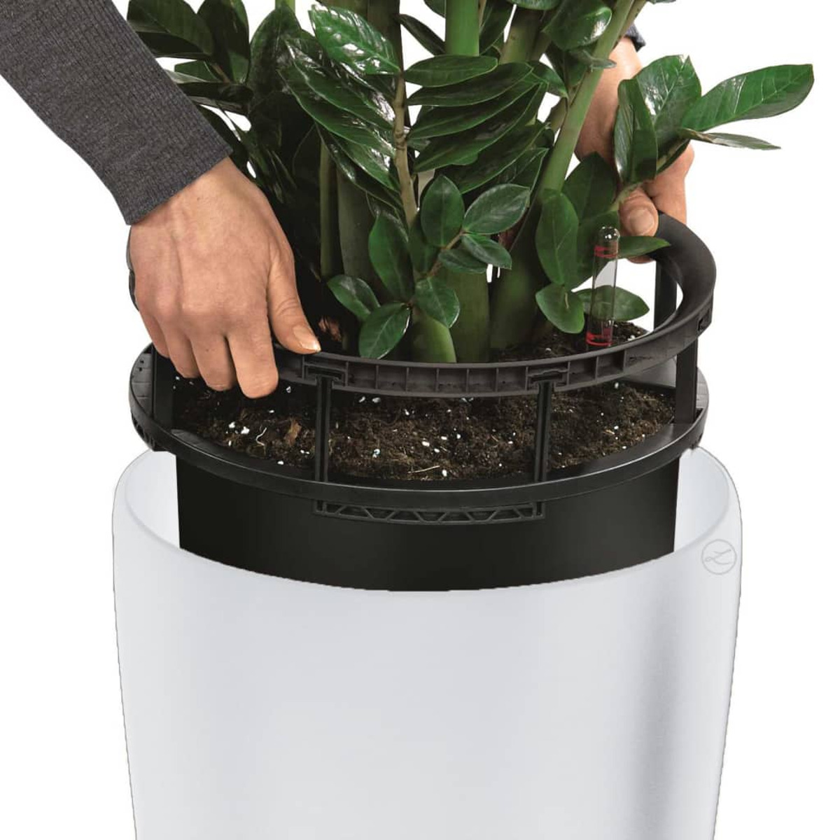 Mains plaçant une plante dans un pot intérieur noir, à l'intérieur d'un pot extérieur blanc. Plante verte visible.