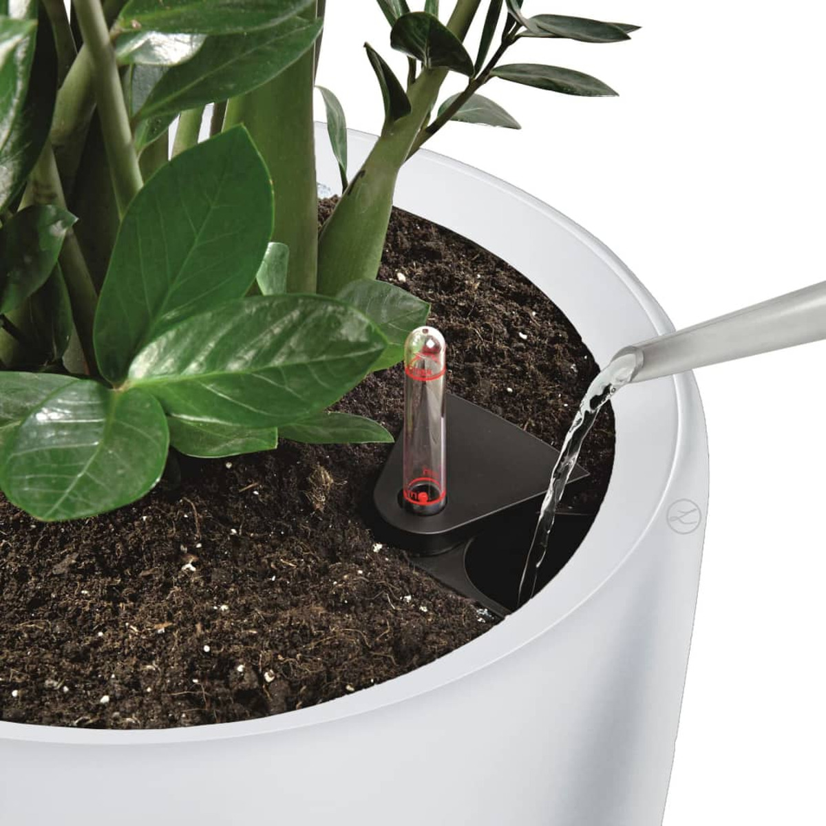 Une plante est arrosée à partir d'un arrosoir.