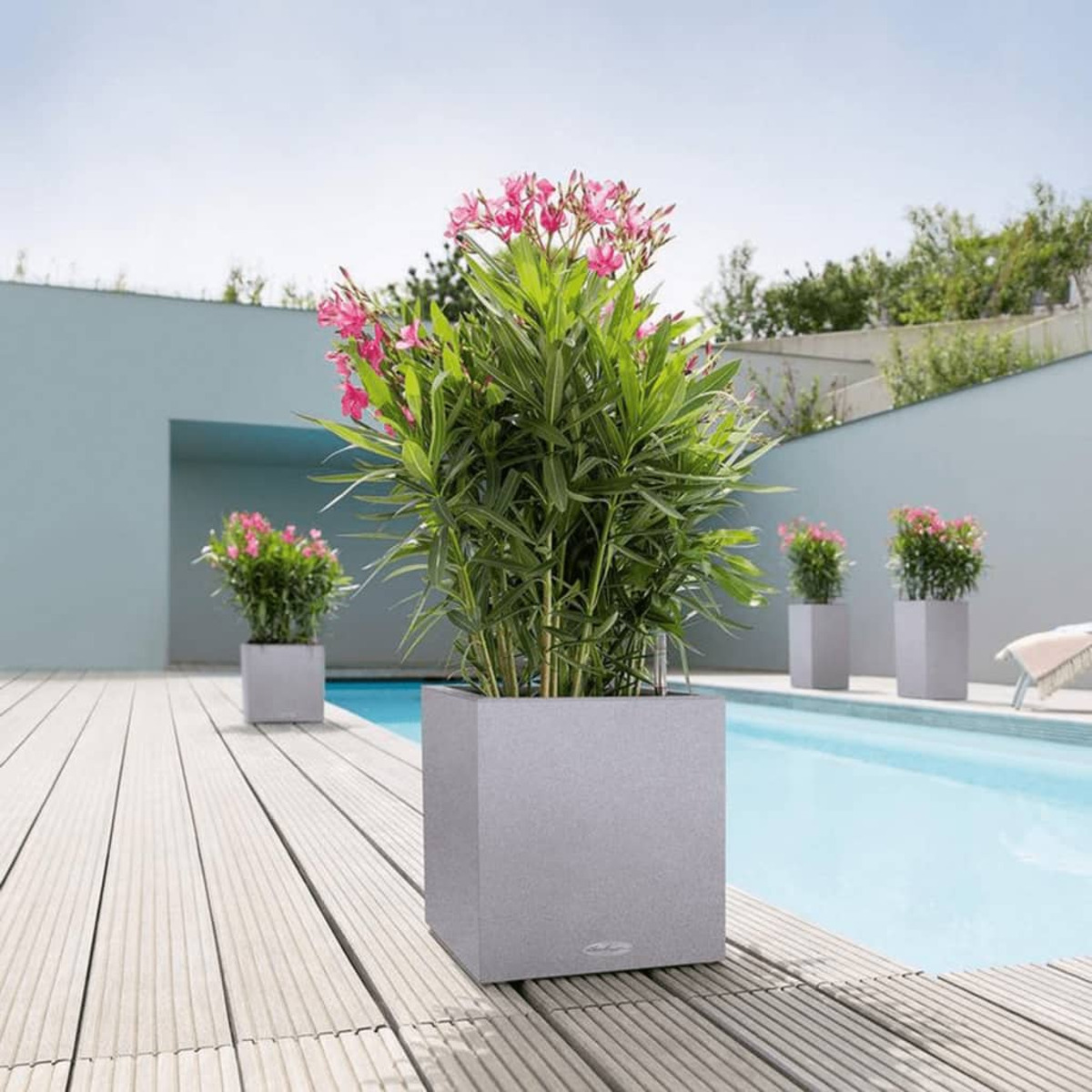 Quattro fioriere grigie con piante a fiori rosa, vicino a una piscina. Sfondo con edificio e cielo.