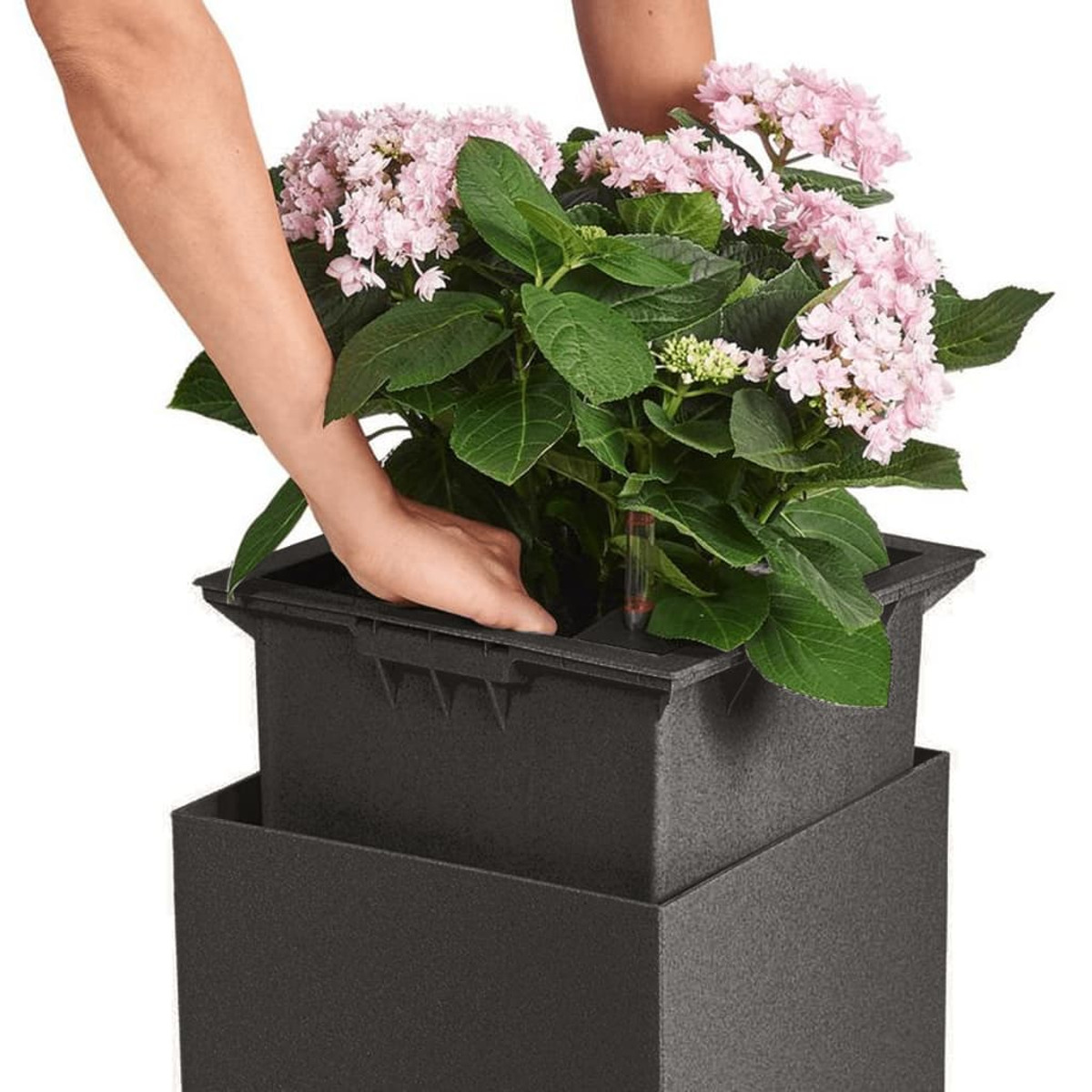 Hände, die eine rosa blühende Pflanze in einen dunkelgrauen quadratischen Pflanzkübel stellen.
