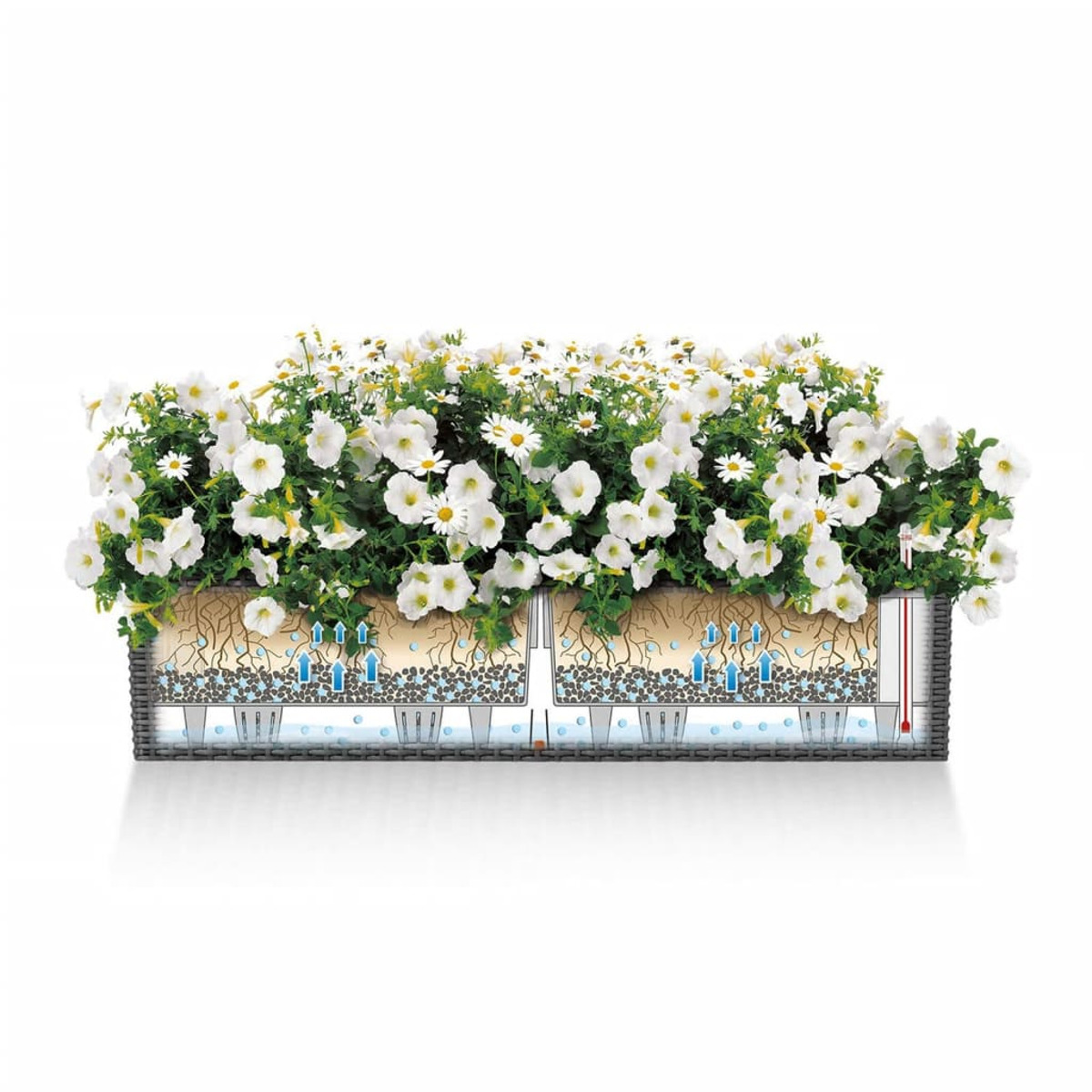Ein Pflanzkasten mit weißen Blumen, mit einem Querschnitt, der das Bewässerungssystem zeigt.