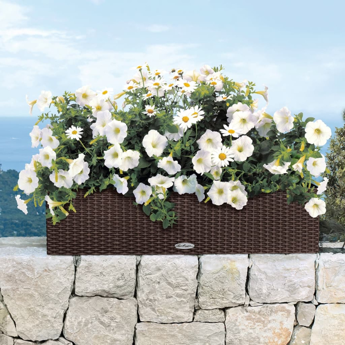 Brauner gewebter Pflanzkasten mit weißen Blumen auf einer Steinmauer. Blauer Himmel im Hintergrund.