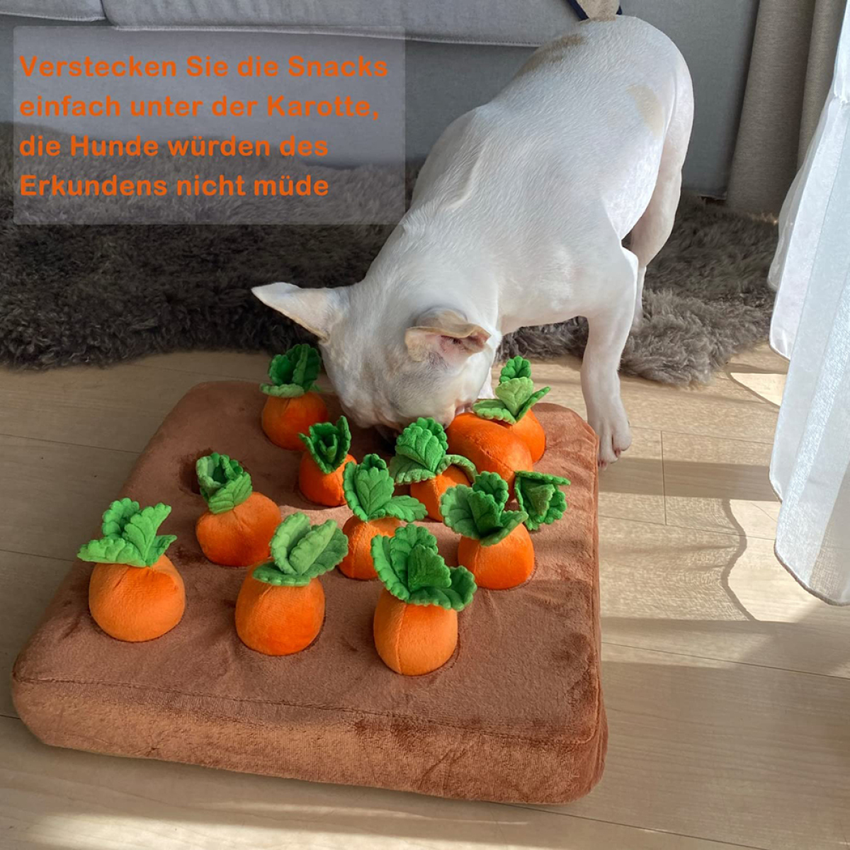 Hund, der Spielzeugkarotten auf einem braunen Kissen betrachtet. Der Hund ist weiß mit braunen Flecken.