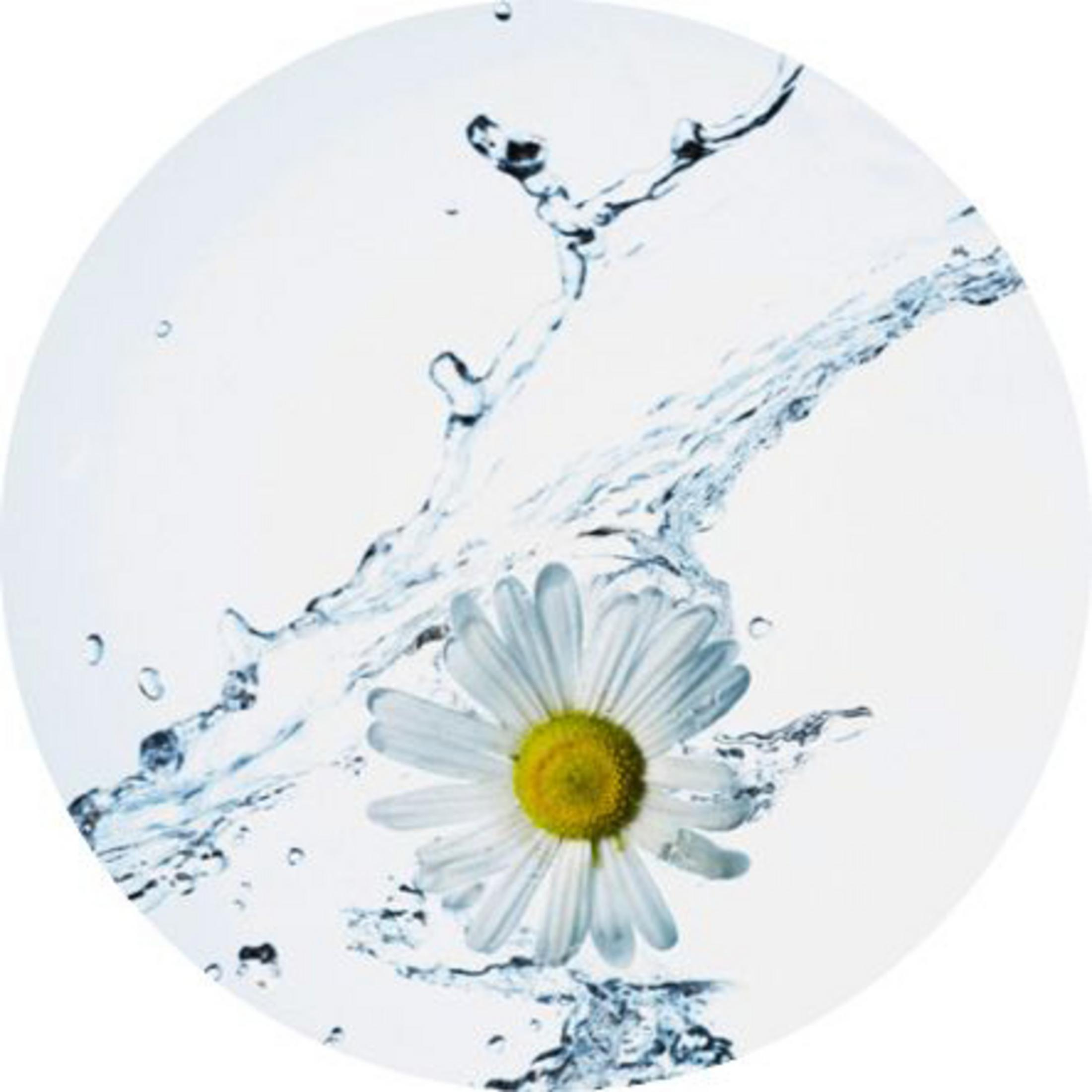 Stokrotka w wodzie, z rozpryskującą się wokół wodą. Zdjęcie jest w okrągłej ramce na białym tle.