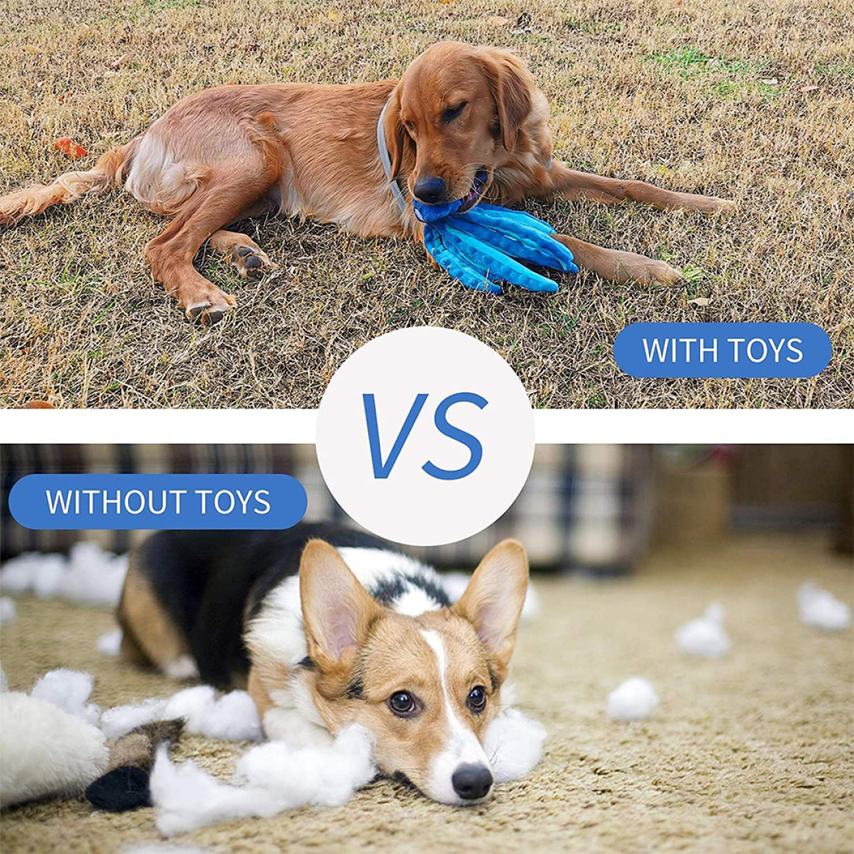 Vergleichsbild: Hund mit Spielzeug vs. ohne Spielzeug. Gras- und Teppichhintergründe.