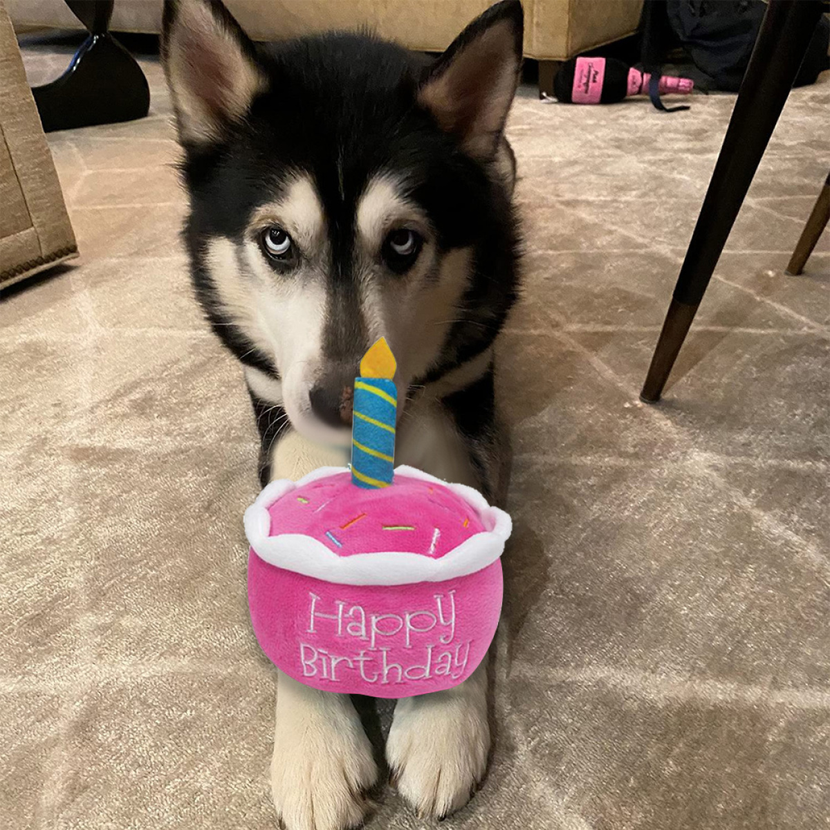 Ein Husky-Hund hält ein rosa Geburtstagskuchen-Spielzeug mit einer Kerze. Der Hund befindet sich auf einem Teppichboden.