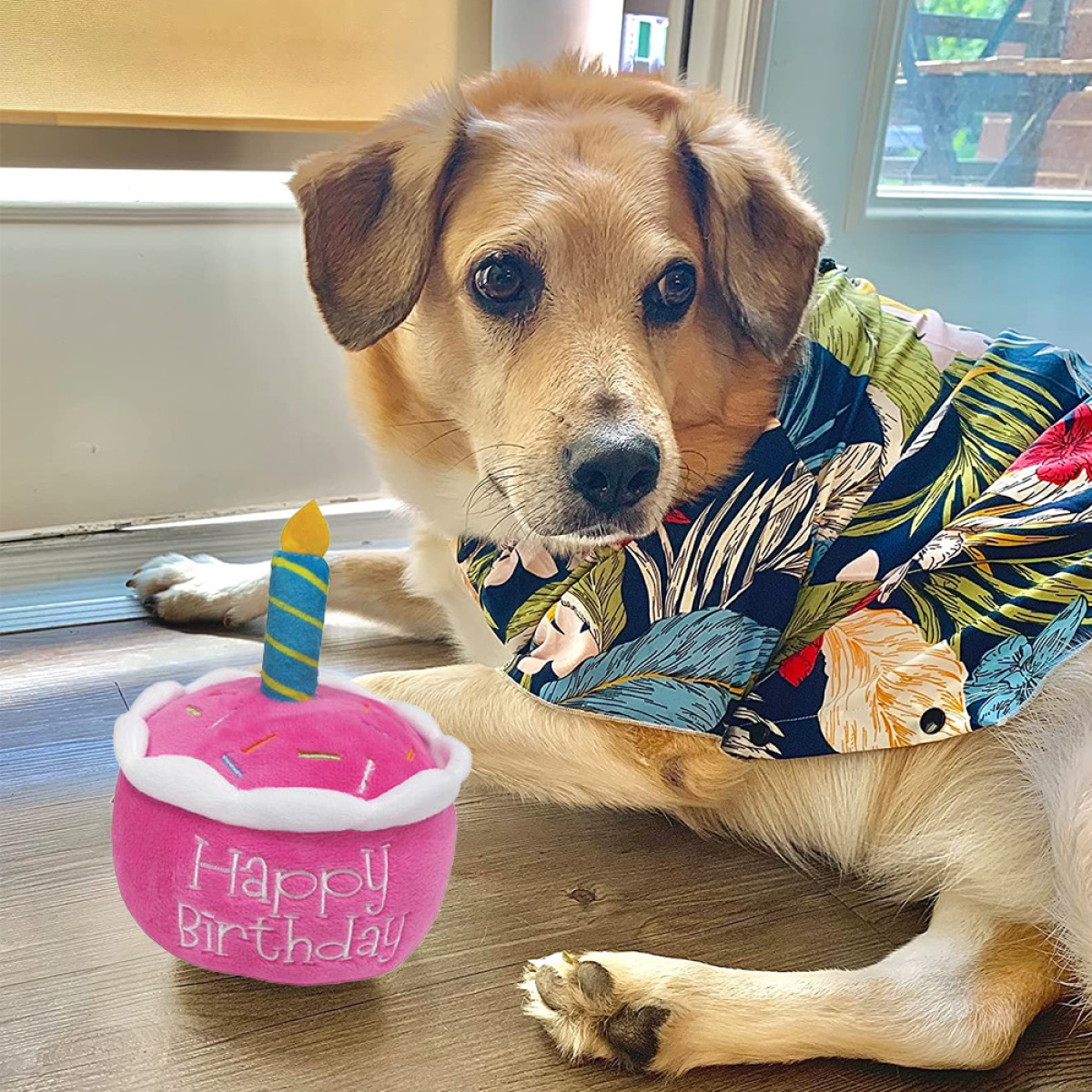 Hund mit Hawaiihemd, neben einem rosa Kuchen mit Kerze. Tür im Hintergrund.