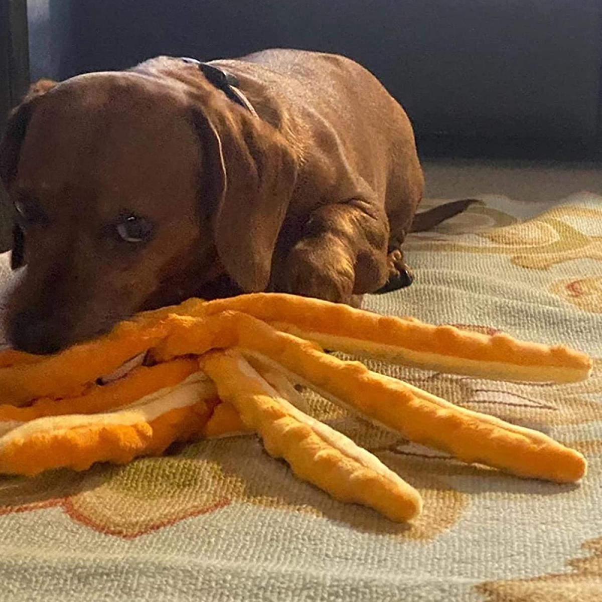 Dackelwelpe mit Spielzeug. Der Hund ist braun, das Spielzeug orange.