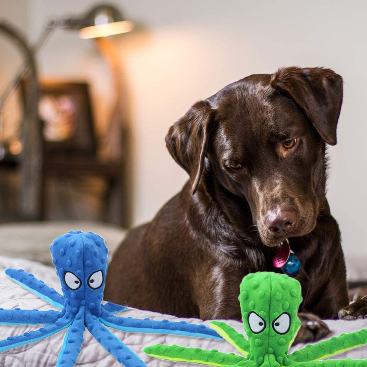 Ein brauner Hund betrachtet zwei blaue und grüne Oktopus-Spielzeuge auf einem Bett. Der Hintergrund ist unscharf.