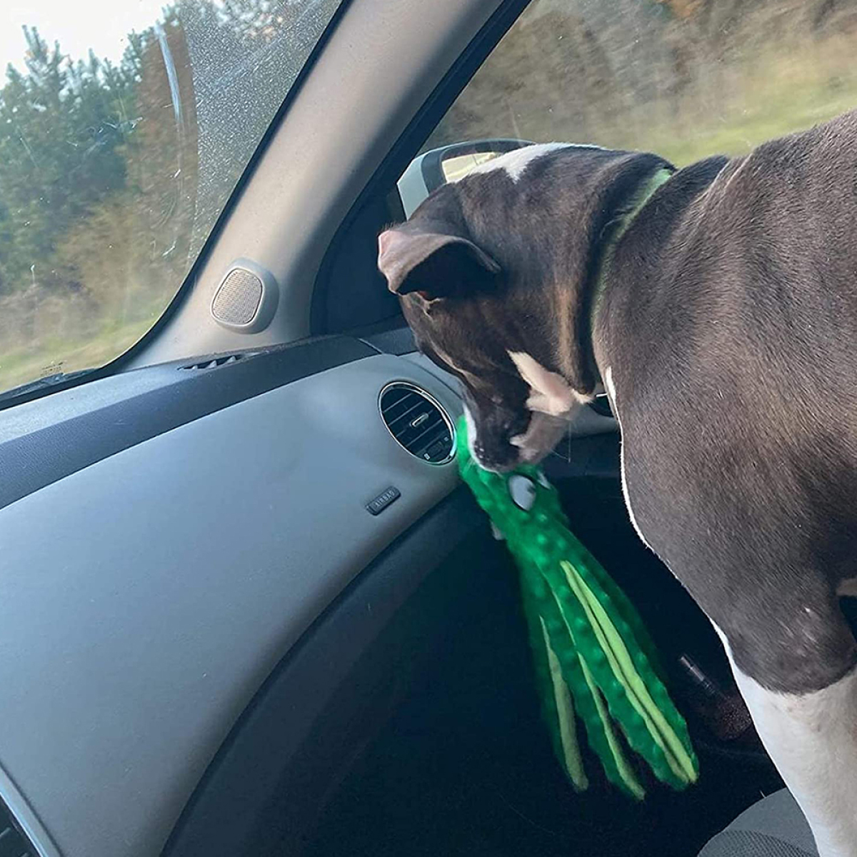 Hund im Auto mit grünem Spielzeug. Schwarz-weißer Hund mit grünem Halsband. Autoinnenraum mit Wald im Hintergrund.