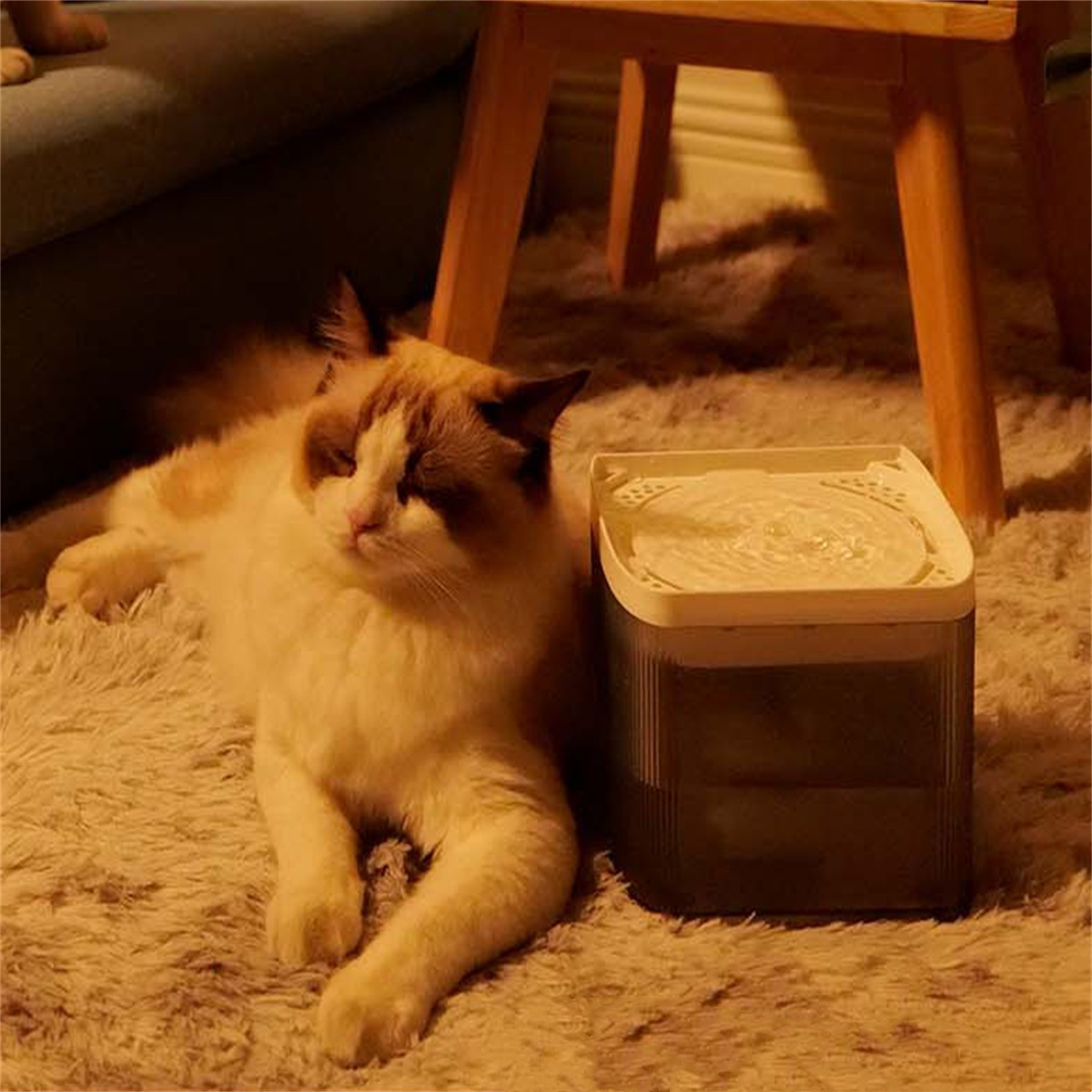 Eine Katze liegt auf einem Teppich neben einem Wasserspender unter einem kleinen Holztisch.