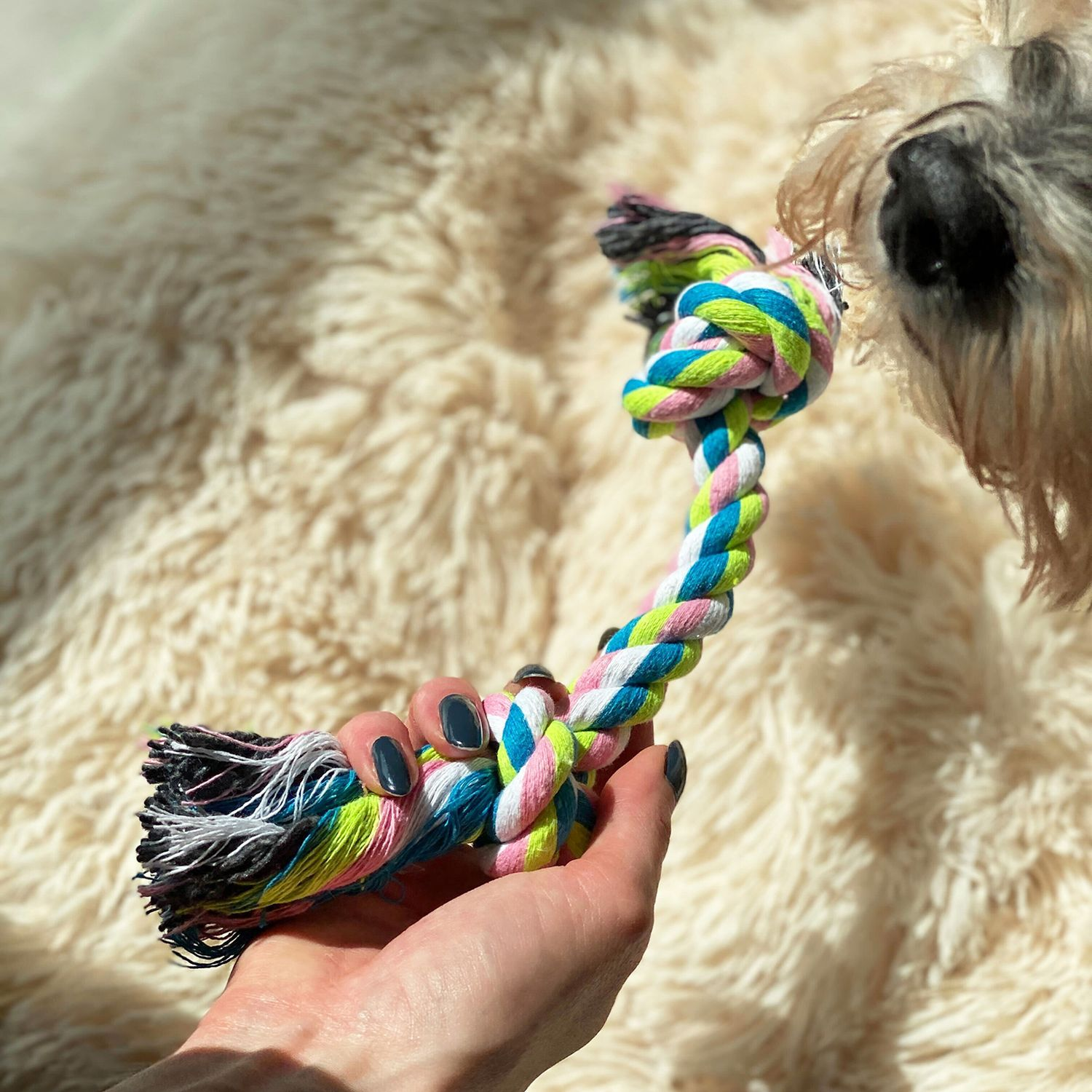 Eine Hand hält ein buntes Hundeseilspielzeug mit flauschigem Hintergrund und Hund.