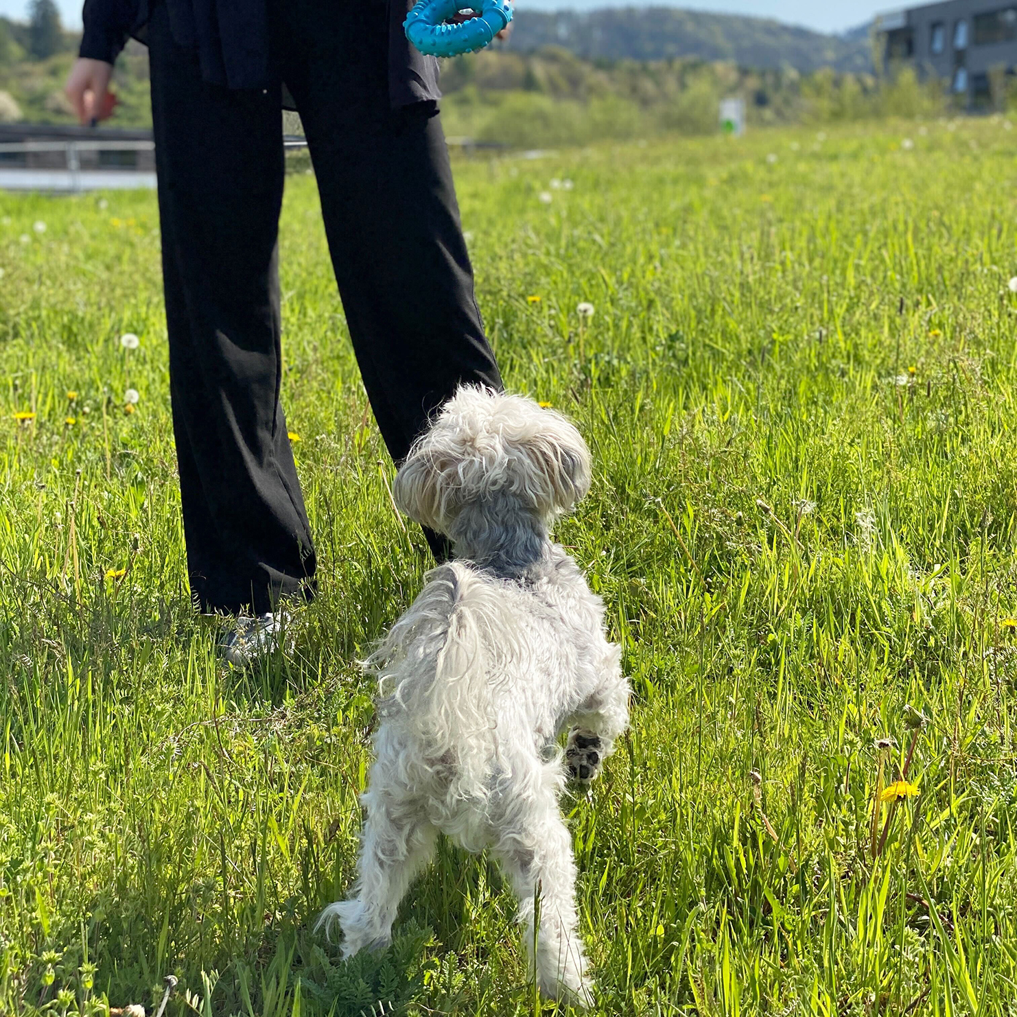 Ein Hund schaut auf Beine einer Person auf einer Wiese mit blauem Spielzeug.