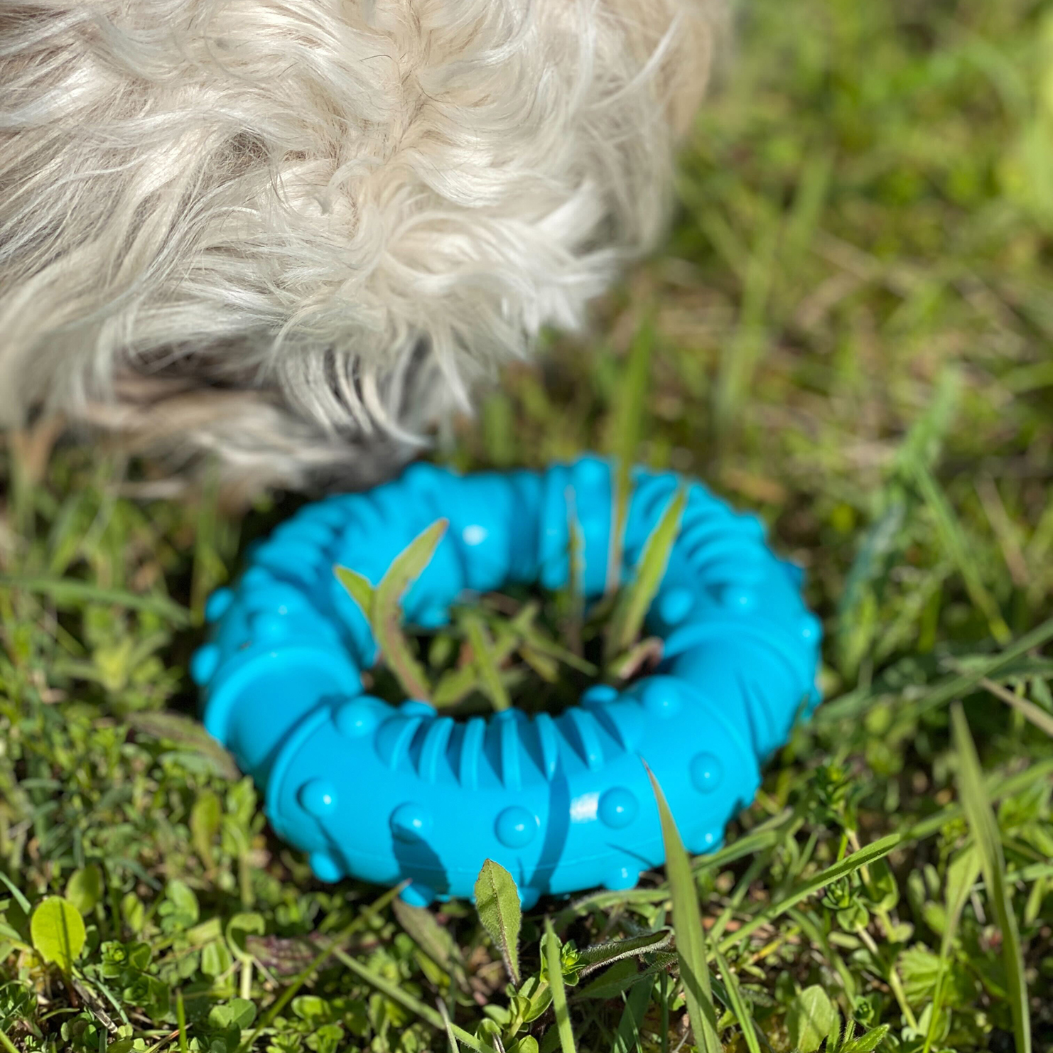 Blaues Hundespielzeug im Gras, mit Hundehaaren im Hintergrund.