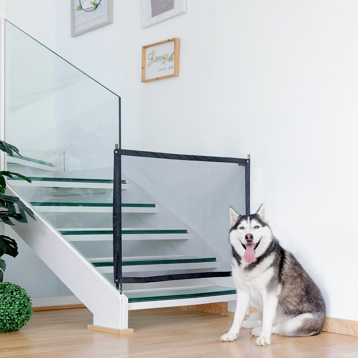 Husky-Hund sitzt vor einem Kindergitter auf einer Treppe.