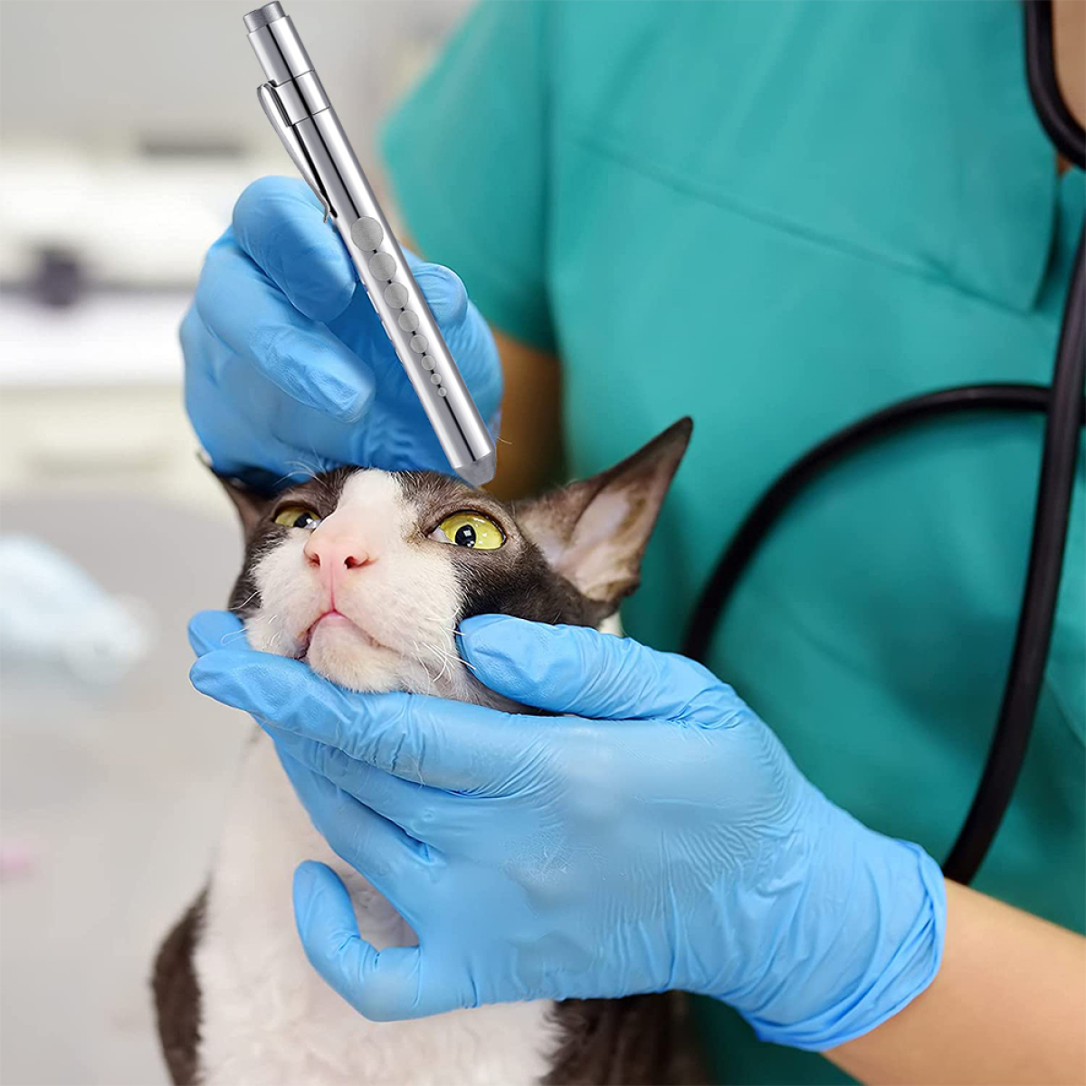 Tierarzt untersucht Katze mit Stiftlampe, trägt blaue Handschuhe, Katze hat schwarz-weißes Fell.