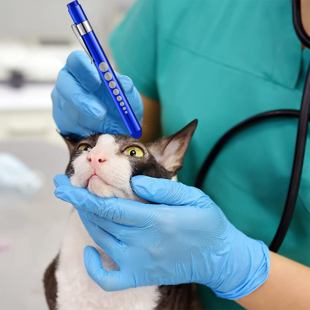 Ein Tierarzt untersucht eine Katze mit einem blauen Lichtstift. Die Katze ist schwarz-weiß und trägt ein Halsband.