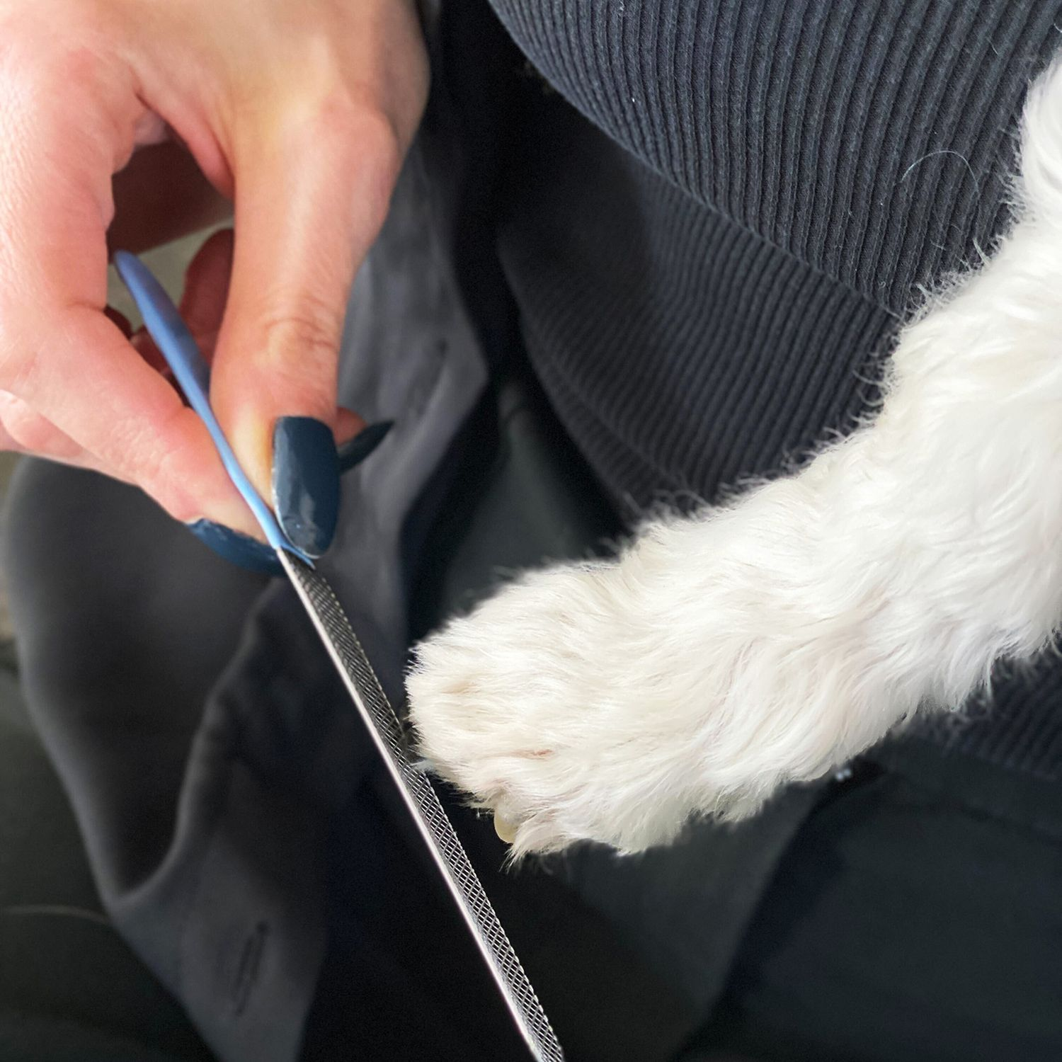 Eine Person feilt die Nägel eines kleinen Hundes mit einer blauen Nagelfeile. Der Hund hat weißes Fell.
