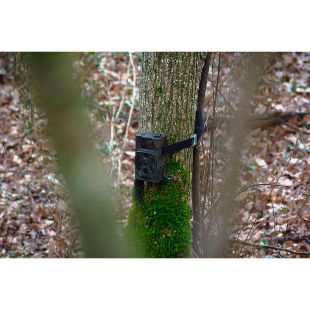 Eine Wildkamera, die an einem Baumstamm befestigt ist, umgeben von Laub.
