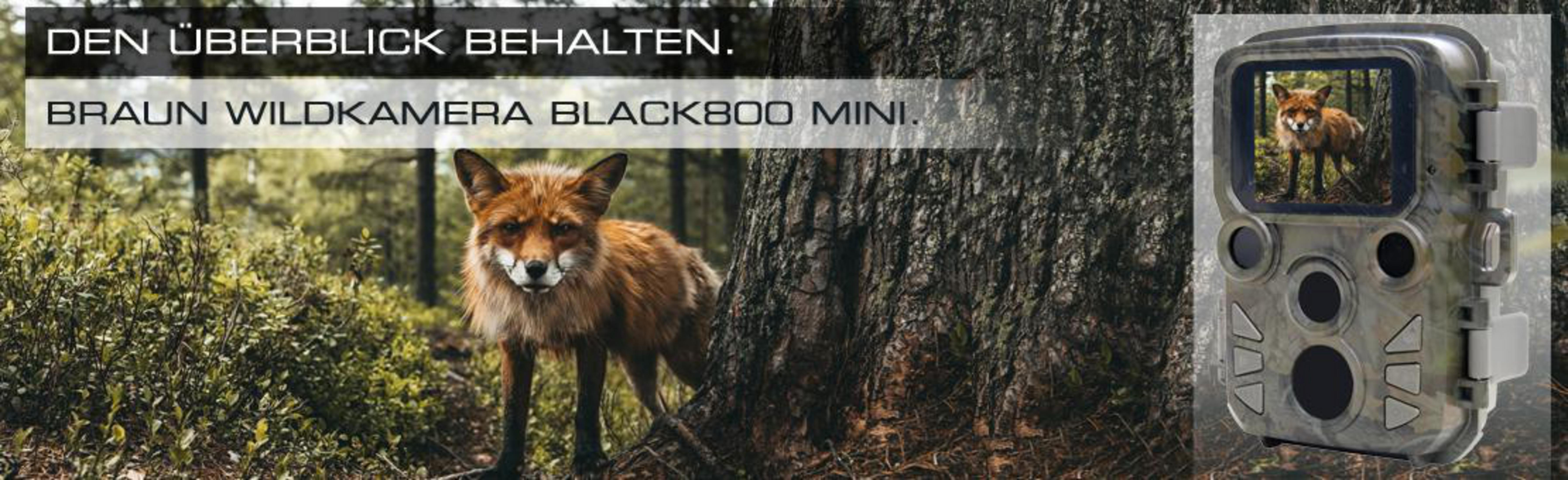 Fuchs im Wald, Baumstamm in der Mitte, Kamera rechts, Text: 'BRAUN WILDKAMERA BLACK800 MINI'.