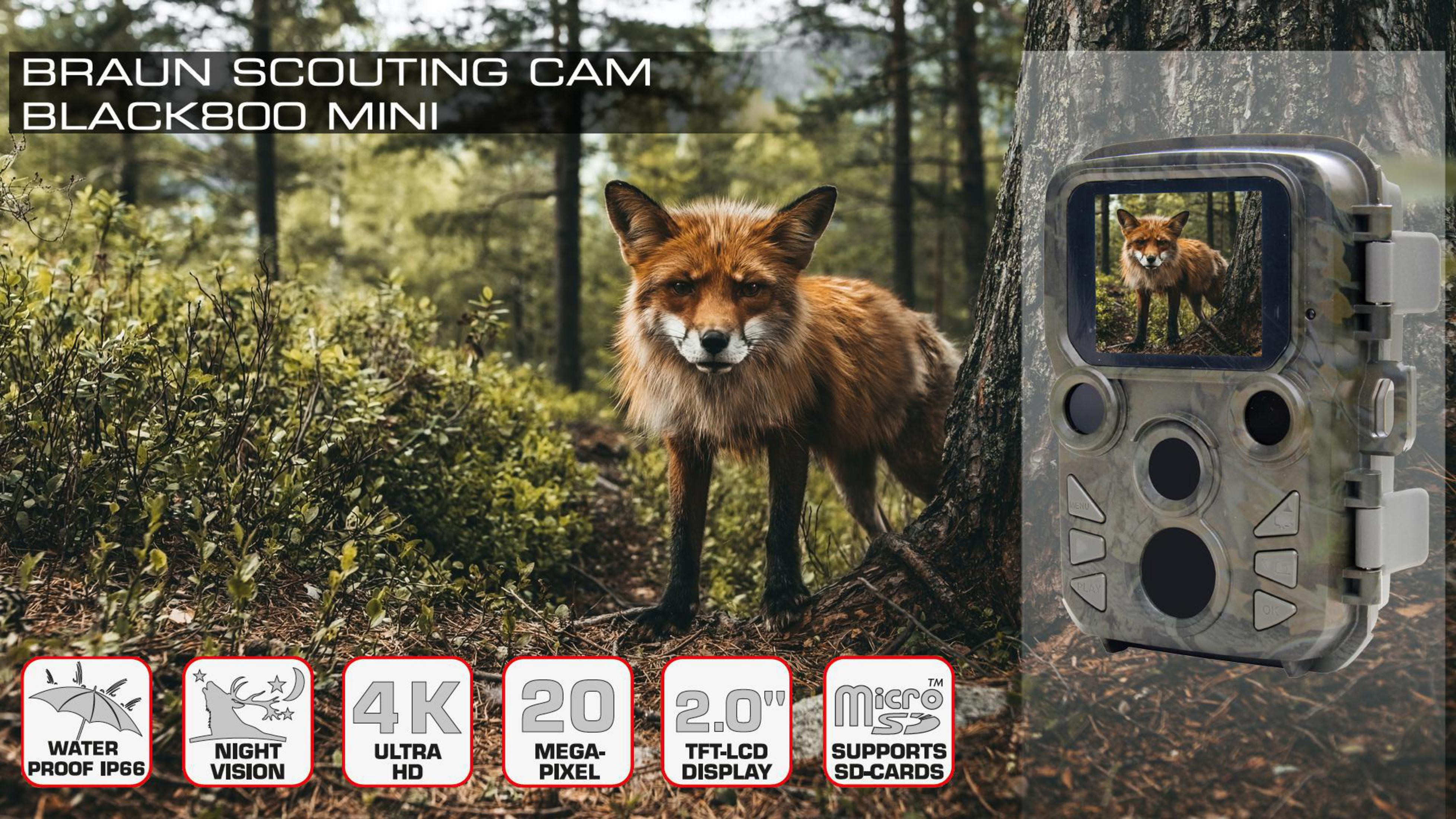 Braun Scouting Cam Black800 Mini. Fuchs im Wald, Kamerabild rechts. Text unten: 4K, 20MP, IP66.
