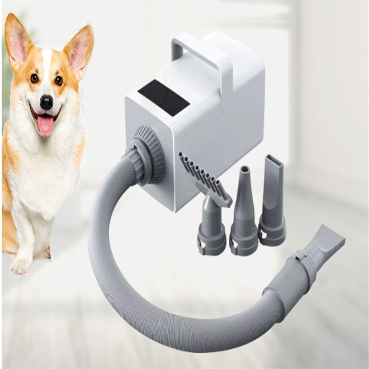 Corgi-Hund mit einem Hundetrockner. Der Hund lächelt. Weißer Hintergrund.