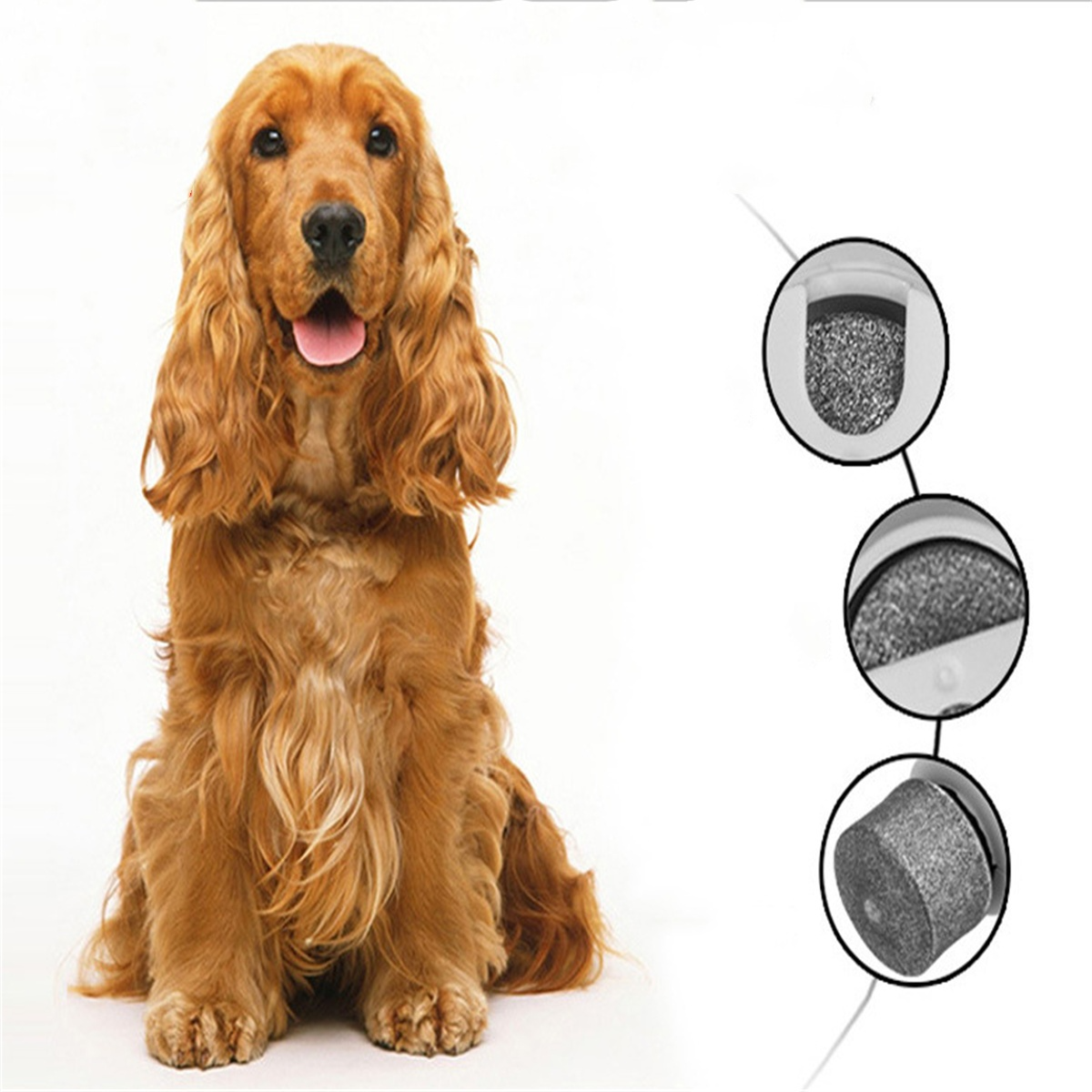 Ein Cocker Spaniel-Hund, der sitzt und in die Kamera schaut, mit einigen grauen Filtern rechts.