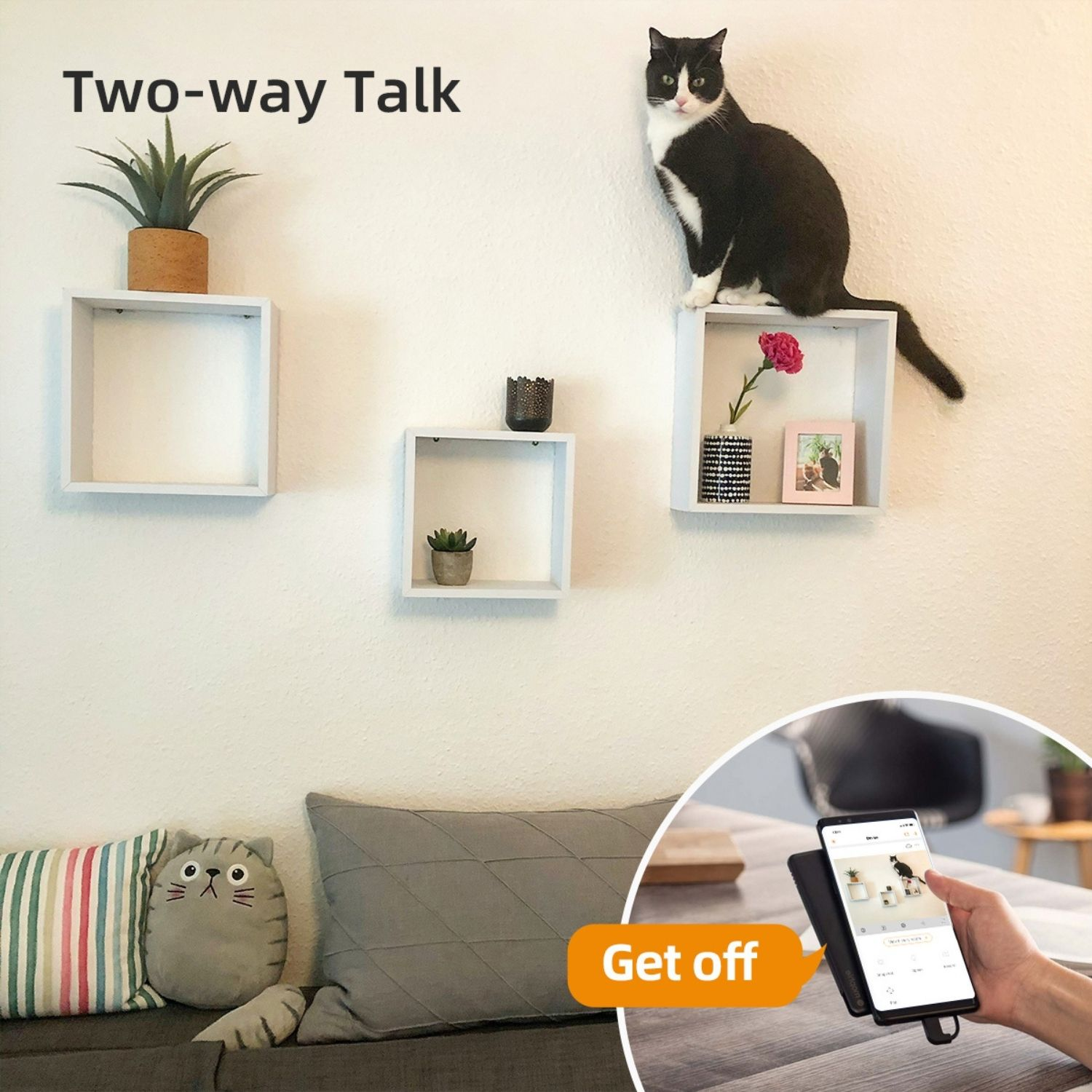 Eine Katze sitzt auf einem Regal. Zwei weitere Regale mit Pflanzen. Ein Telefon zeigt eine Katze.