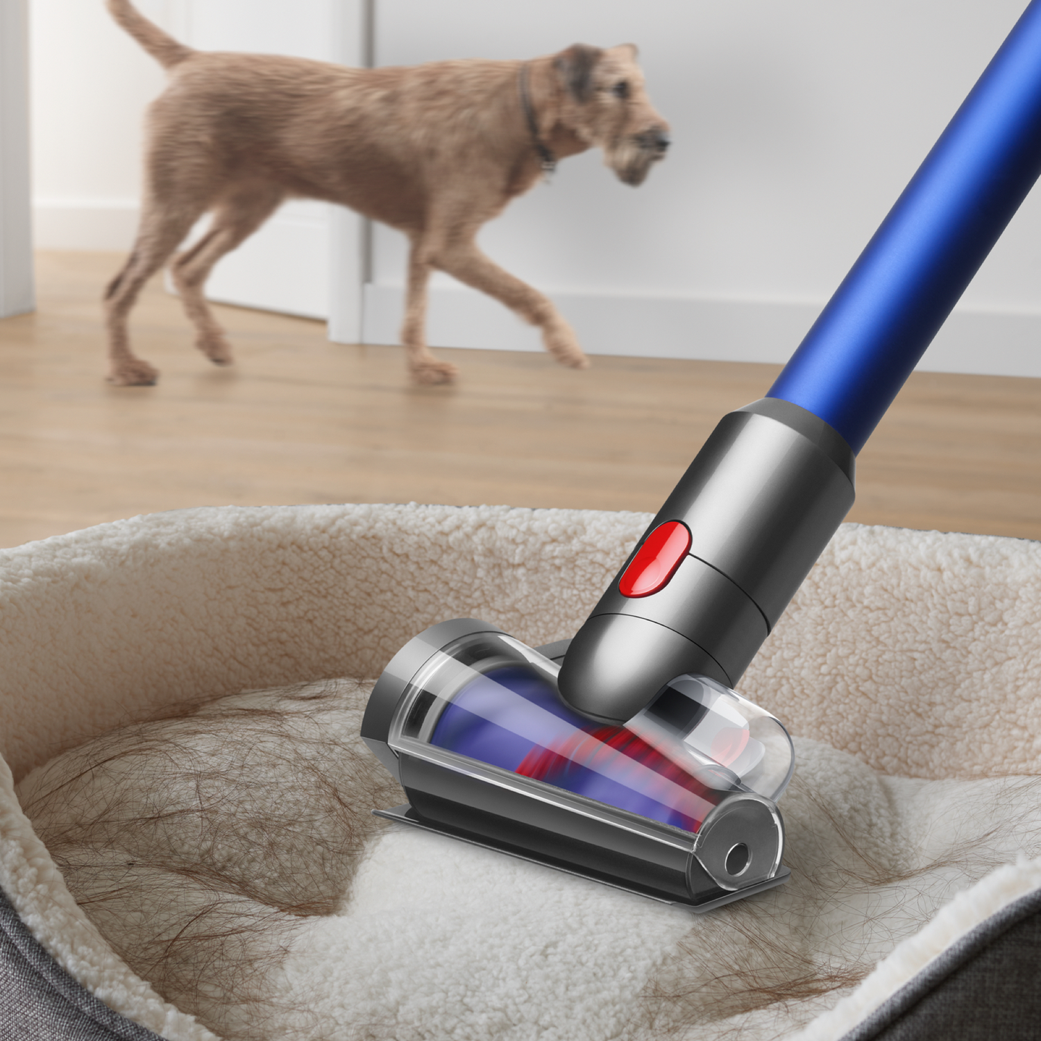Testa dell'aspirapolvere che pulisce la cuccia, cane in secondo piano verso la porta.